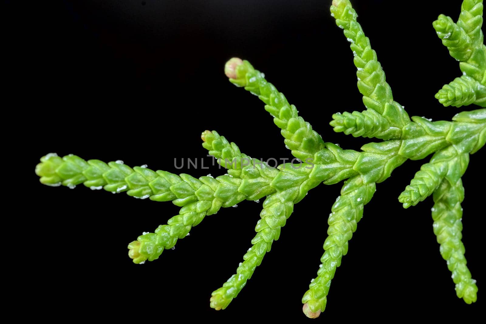 TUI branches on a beautiful background close up macro