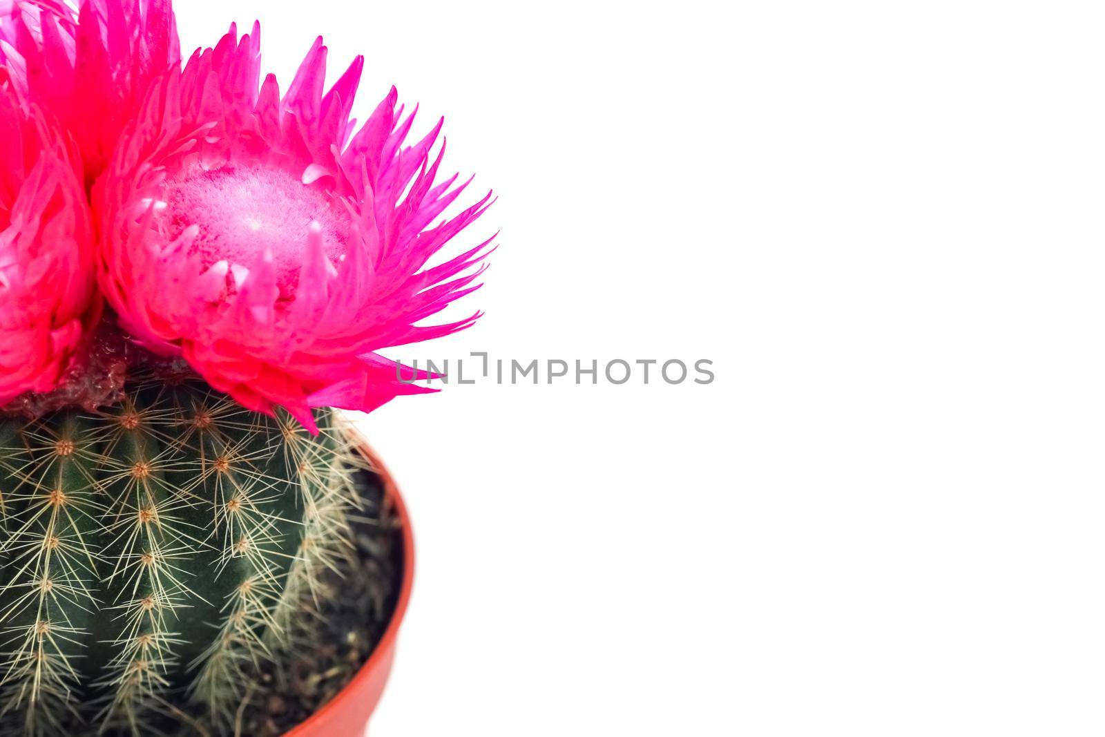 cactus blooming with a hard shadow in the top view pattern. High quality photo