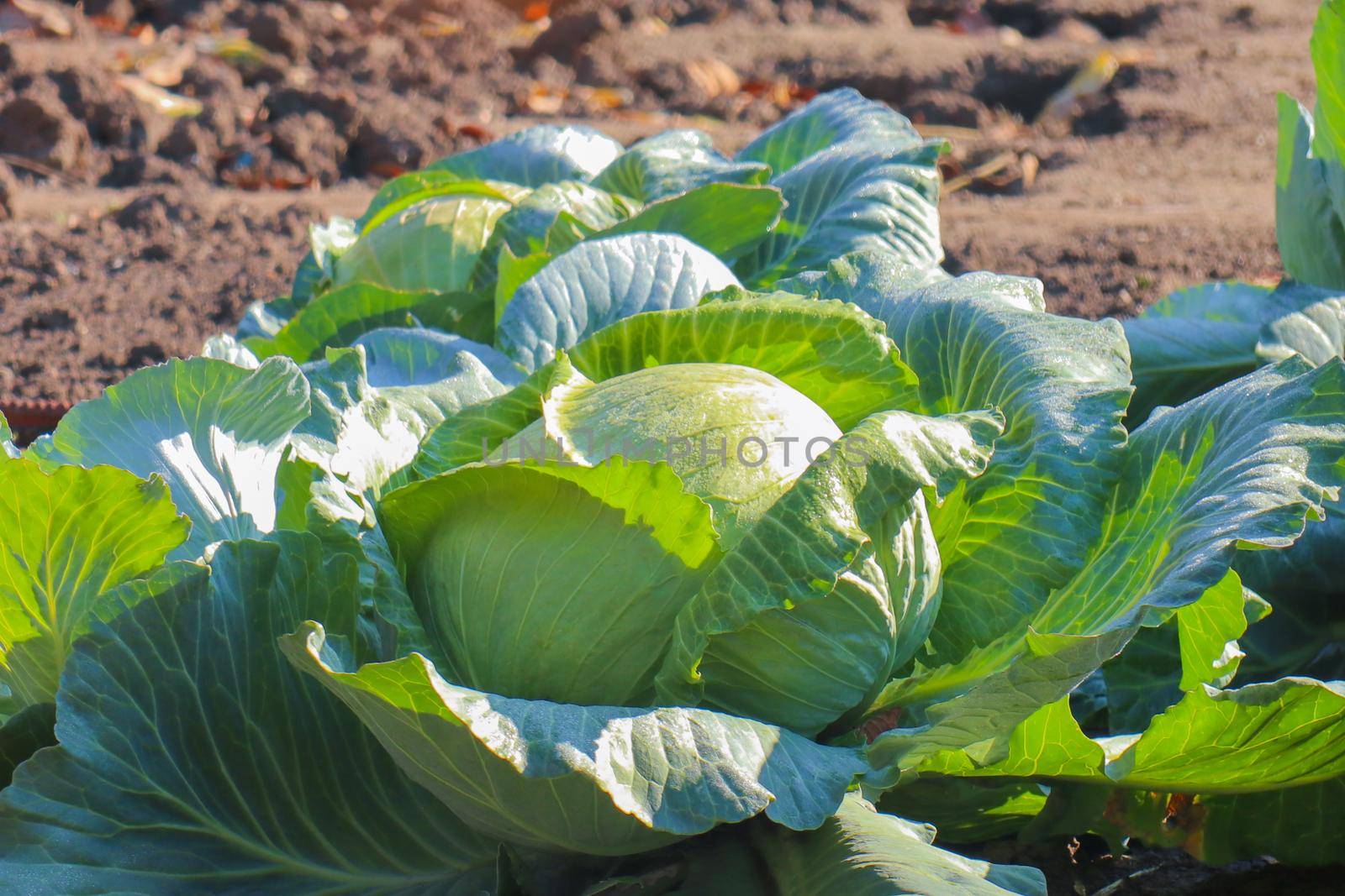 head of white cabbage in the garden under the sun agriculture