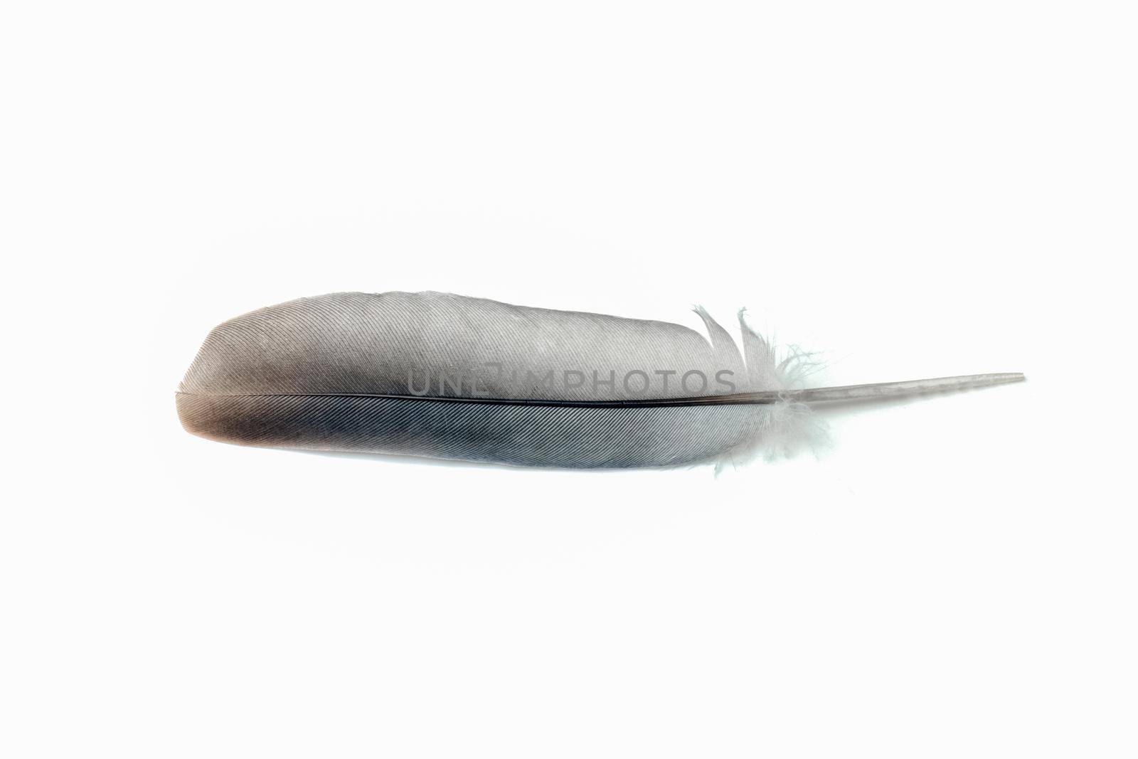 pigeon feather close-up on a white background. High quality photo