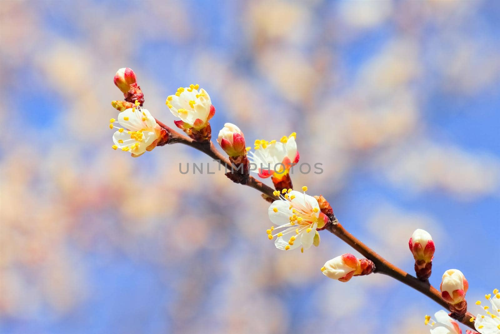 branch of a tree with leaves on background of sky . High quality photo