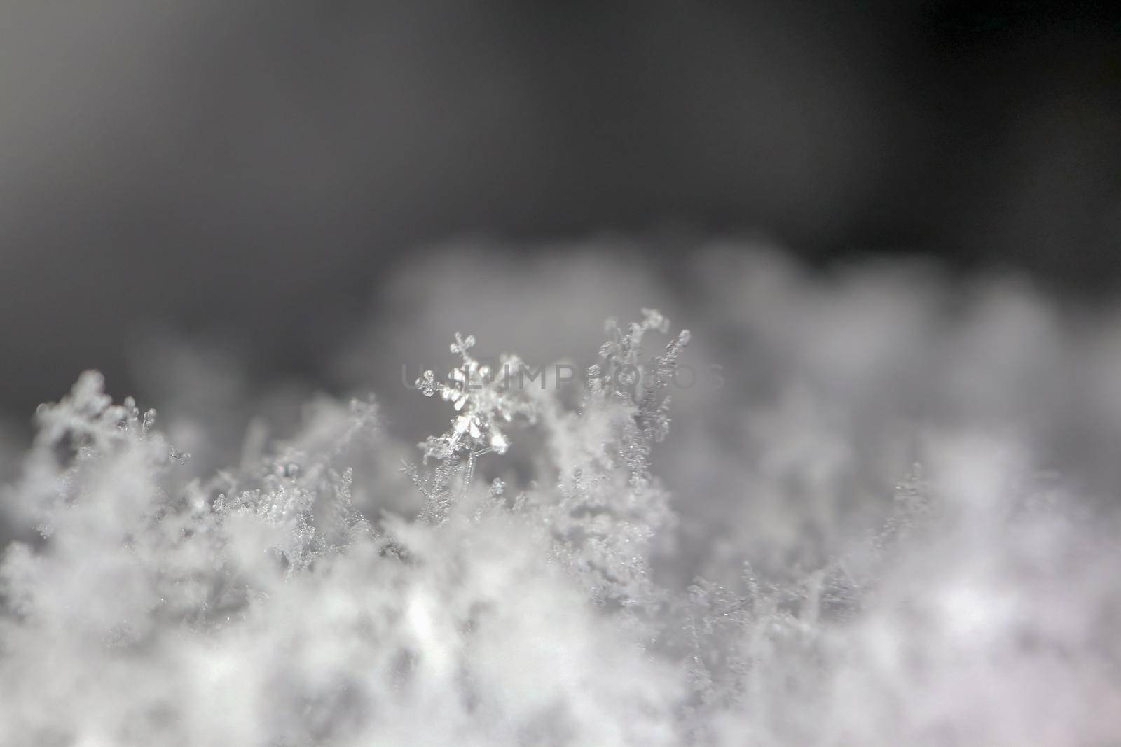 snowflake on snow a macro as background. High quality photo