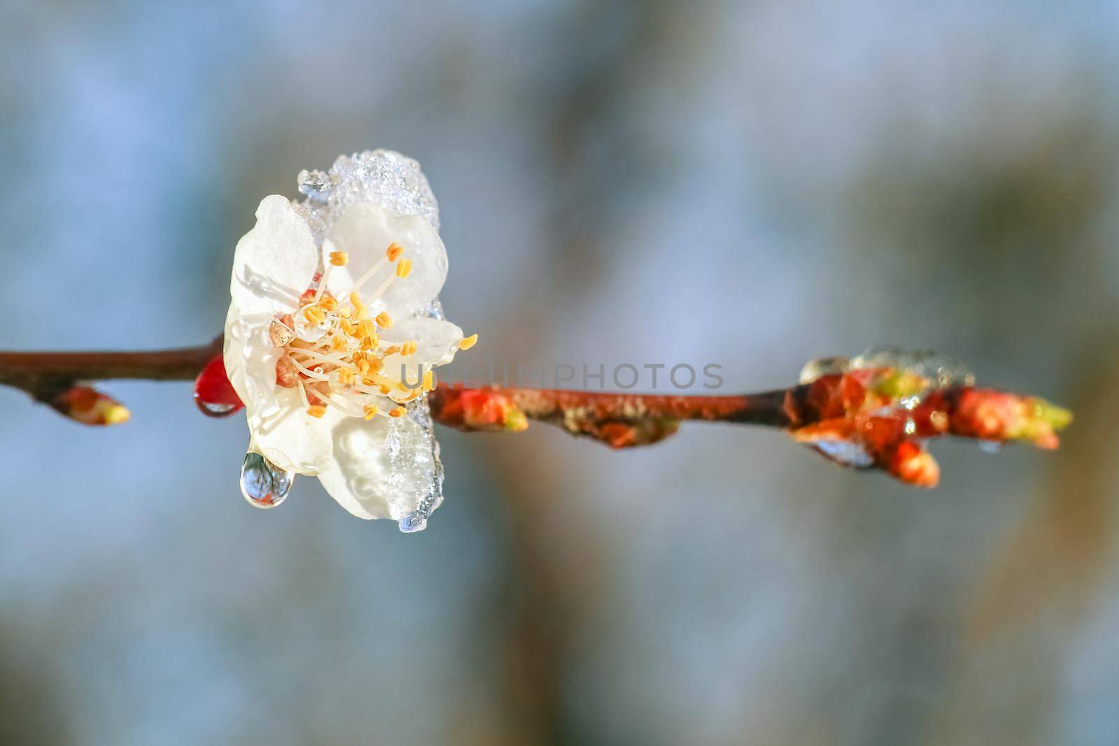 blooming tree branches with snow as background. High quality photo