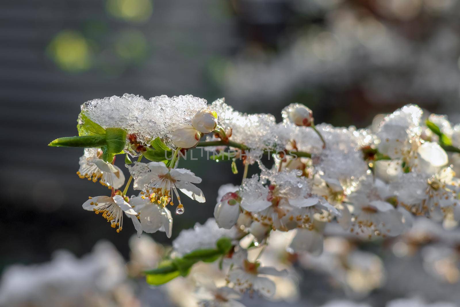 blooming tree branches with snow as background. High quality photo