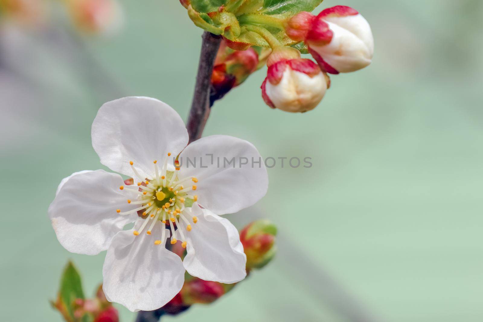 blooming tree branches for the entire frame. High quality photo