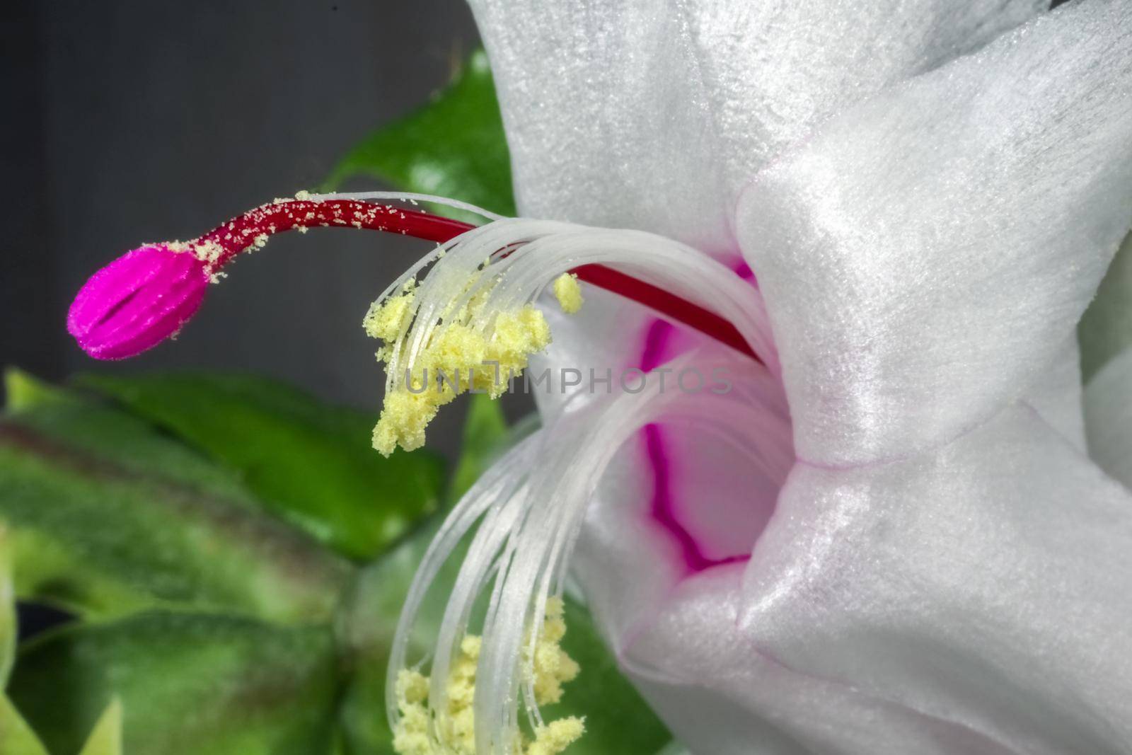 red flower of the Decembrist as a close up macro. High quality photo