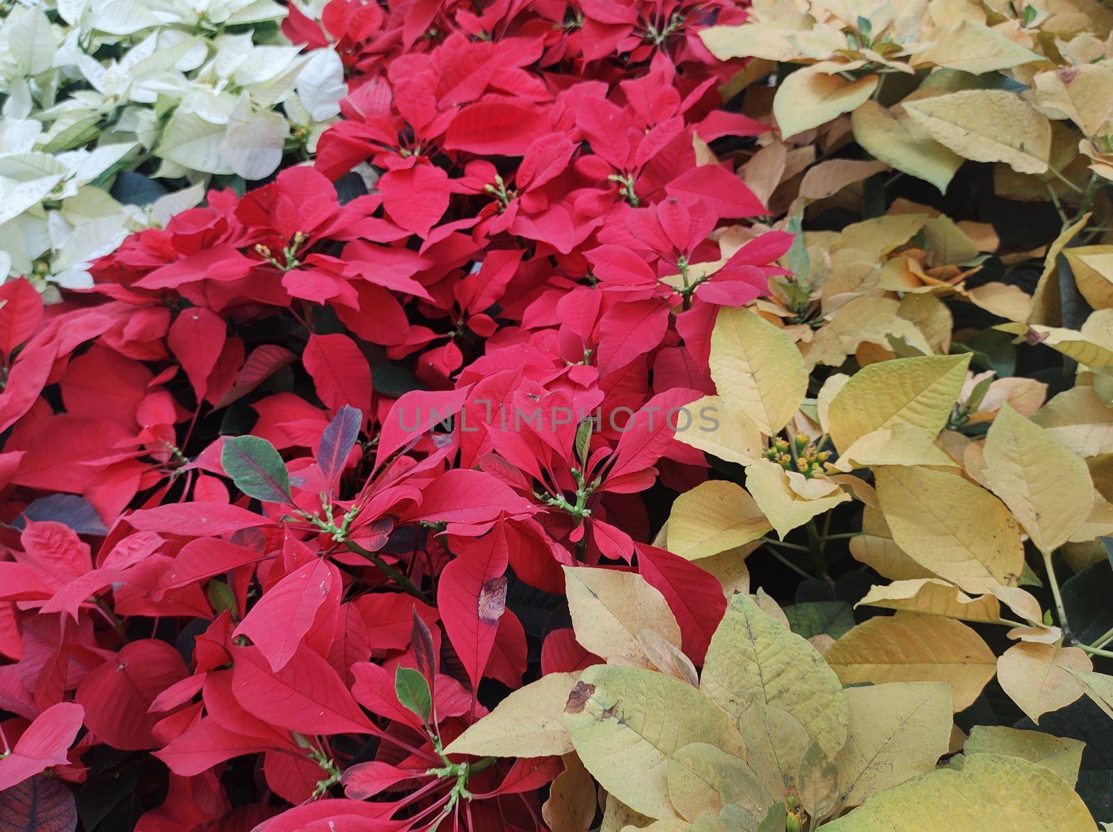 Top view of garden beds lined with yellow, red and white poinsettias with stripe effect (Euphorbia pulcherrima).