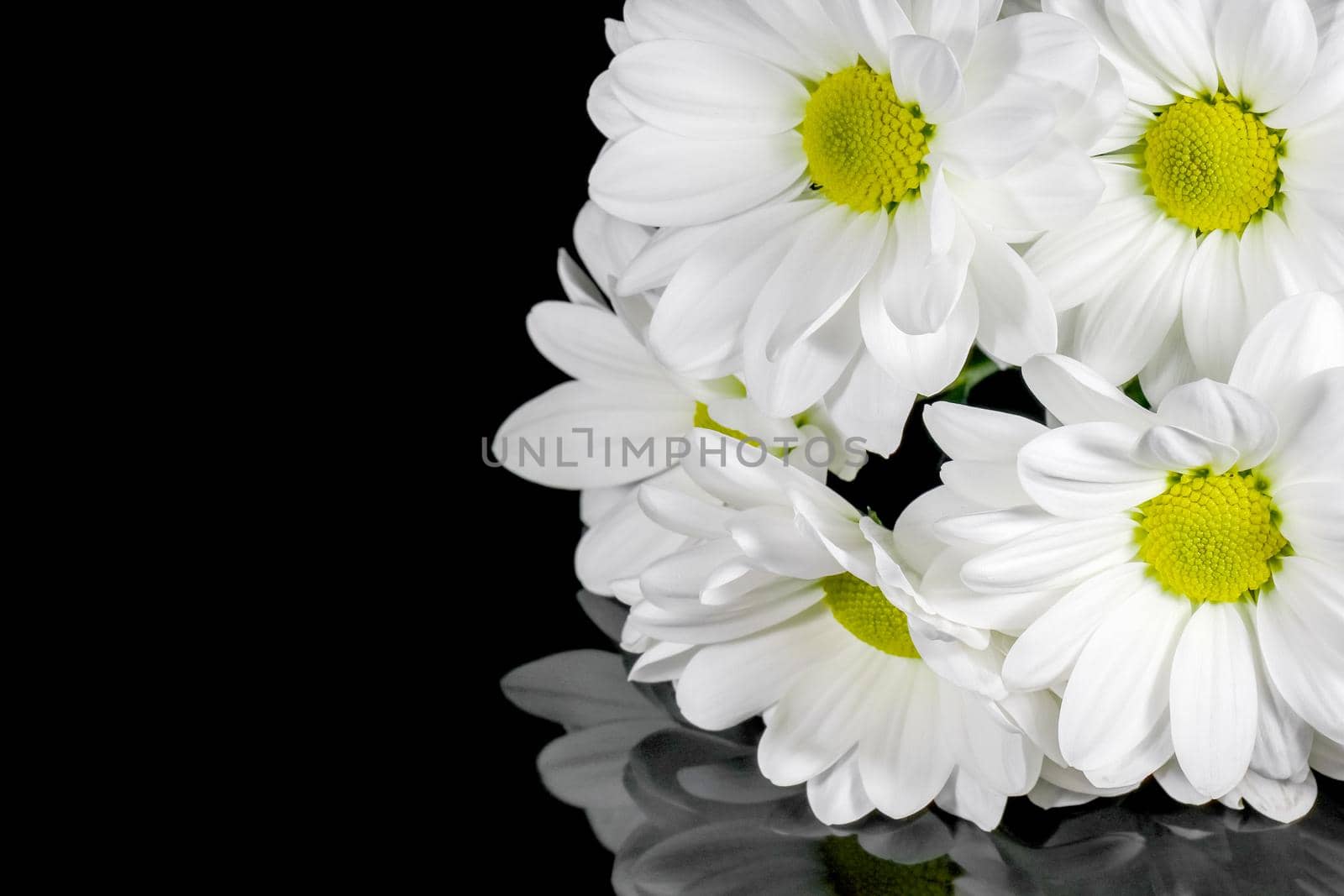 bouquet of chrysanthemums on a black background. High quality photo