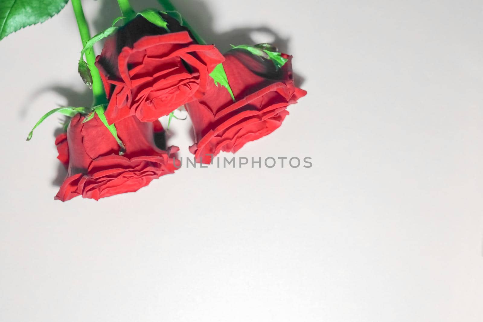 red roses on a purple background macro. High quality photo