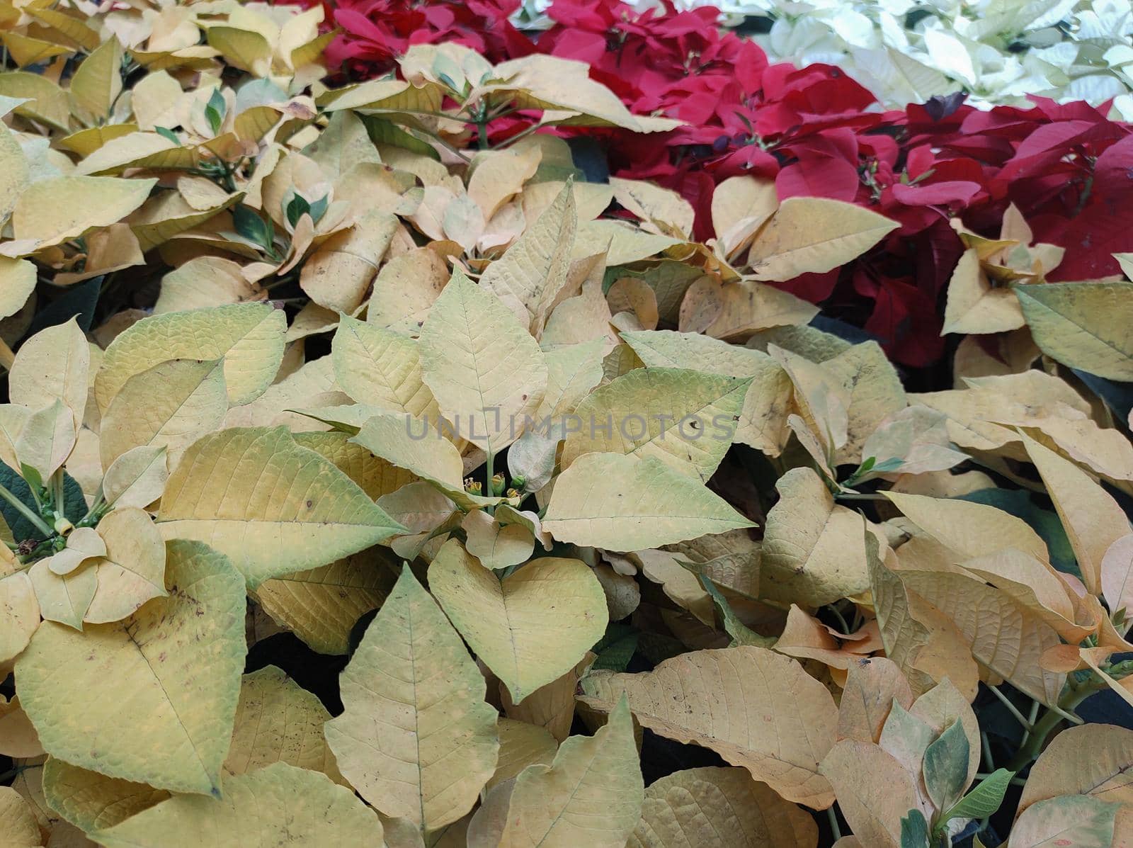 Top view of garden bed lined with yellow poinsettias. by silviopl