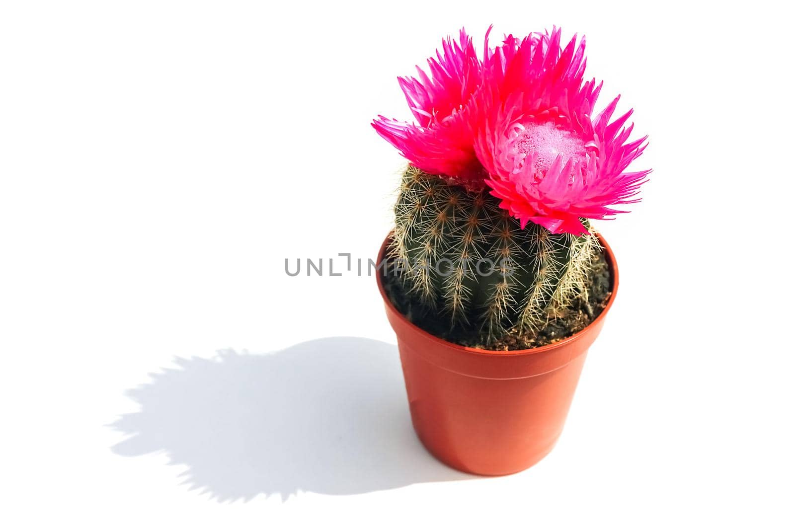 blooming cactus on a colored background pattern top view. High quality photo