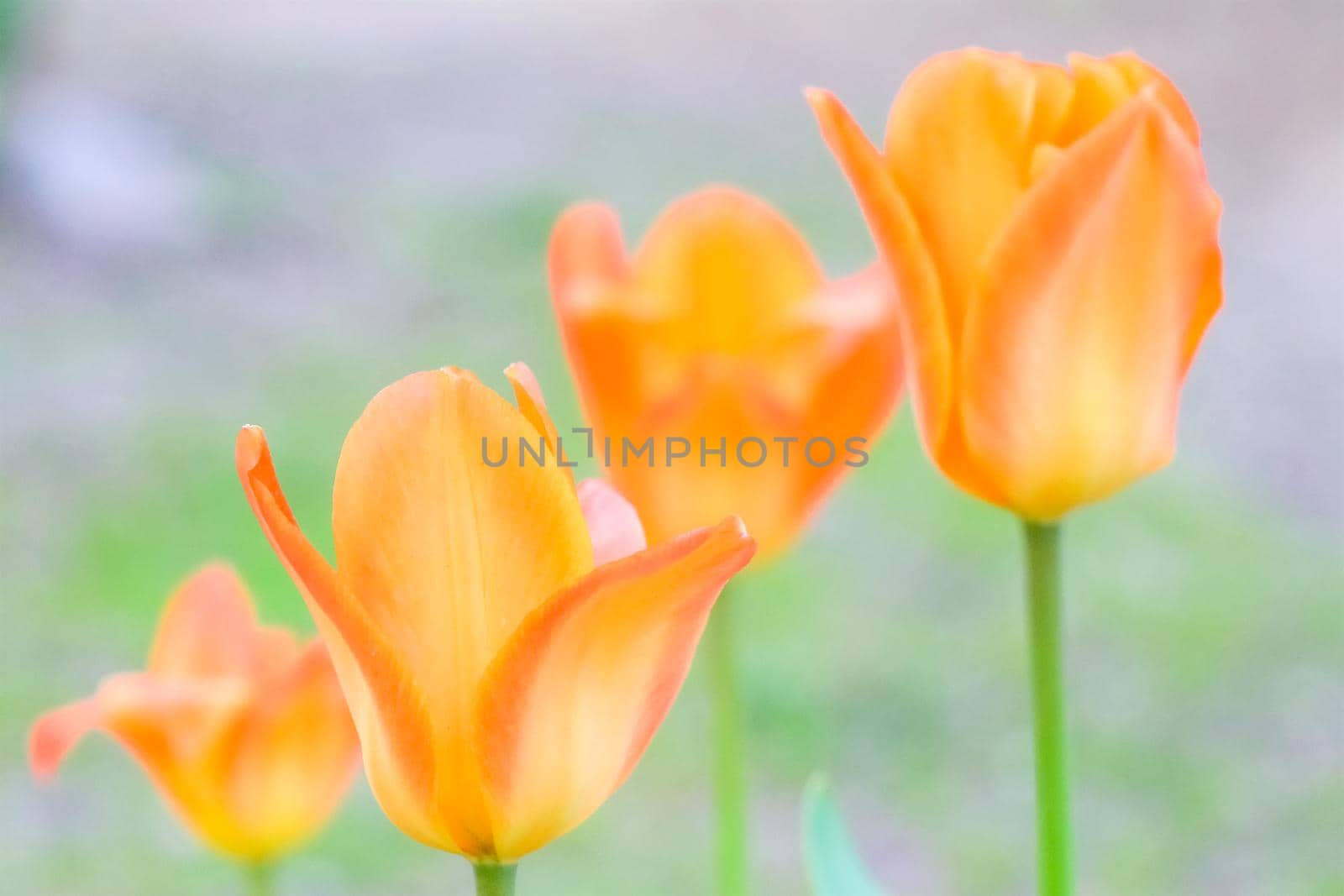 Tulip flower on a beautiful background macro. High quality photo