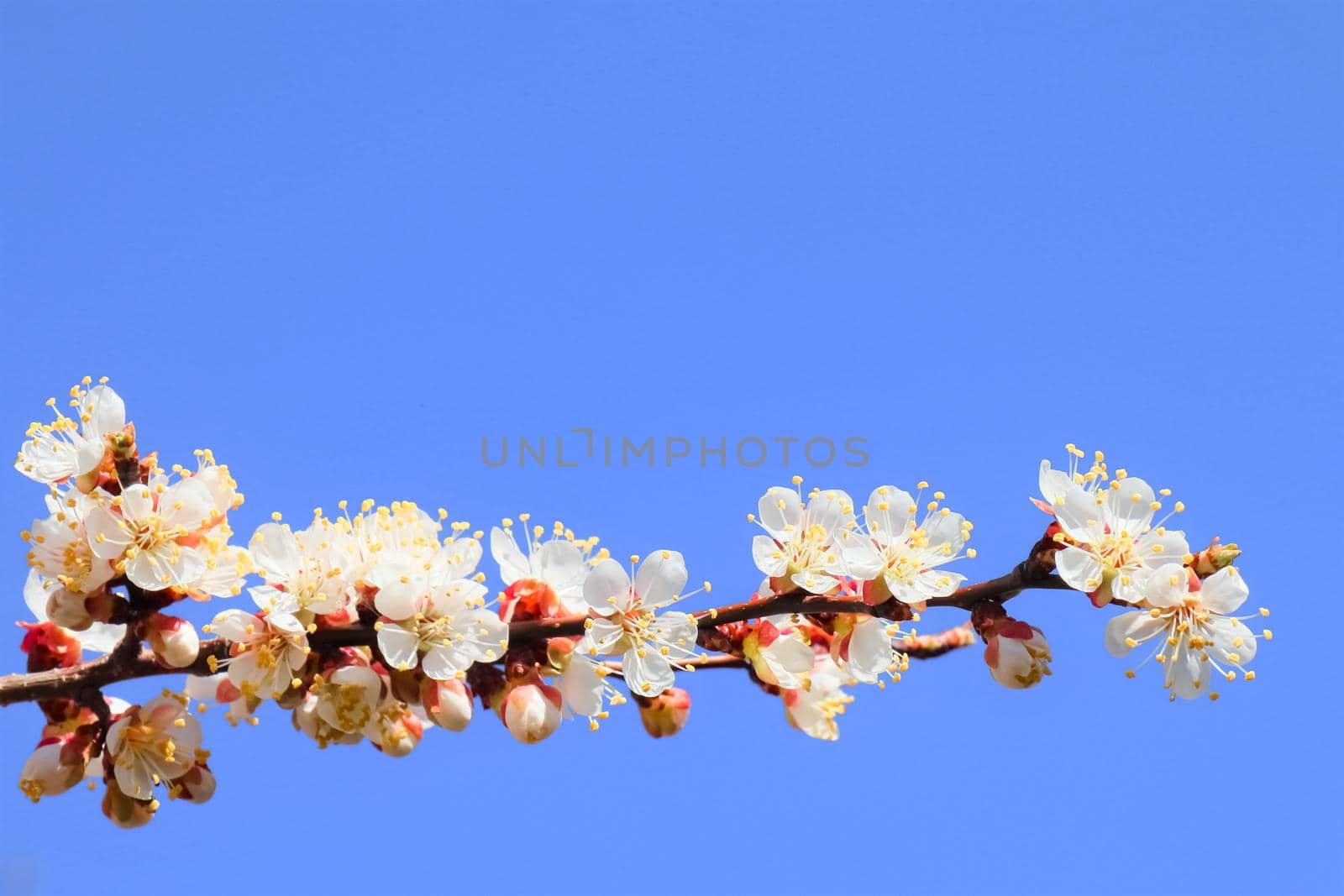 branch of a tree with leaves on background of sky . High quality photo