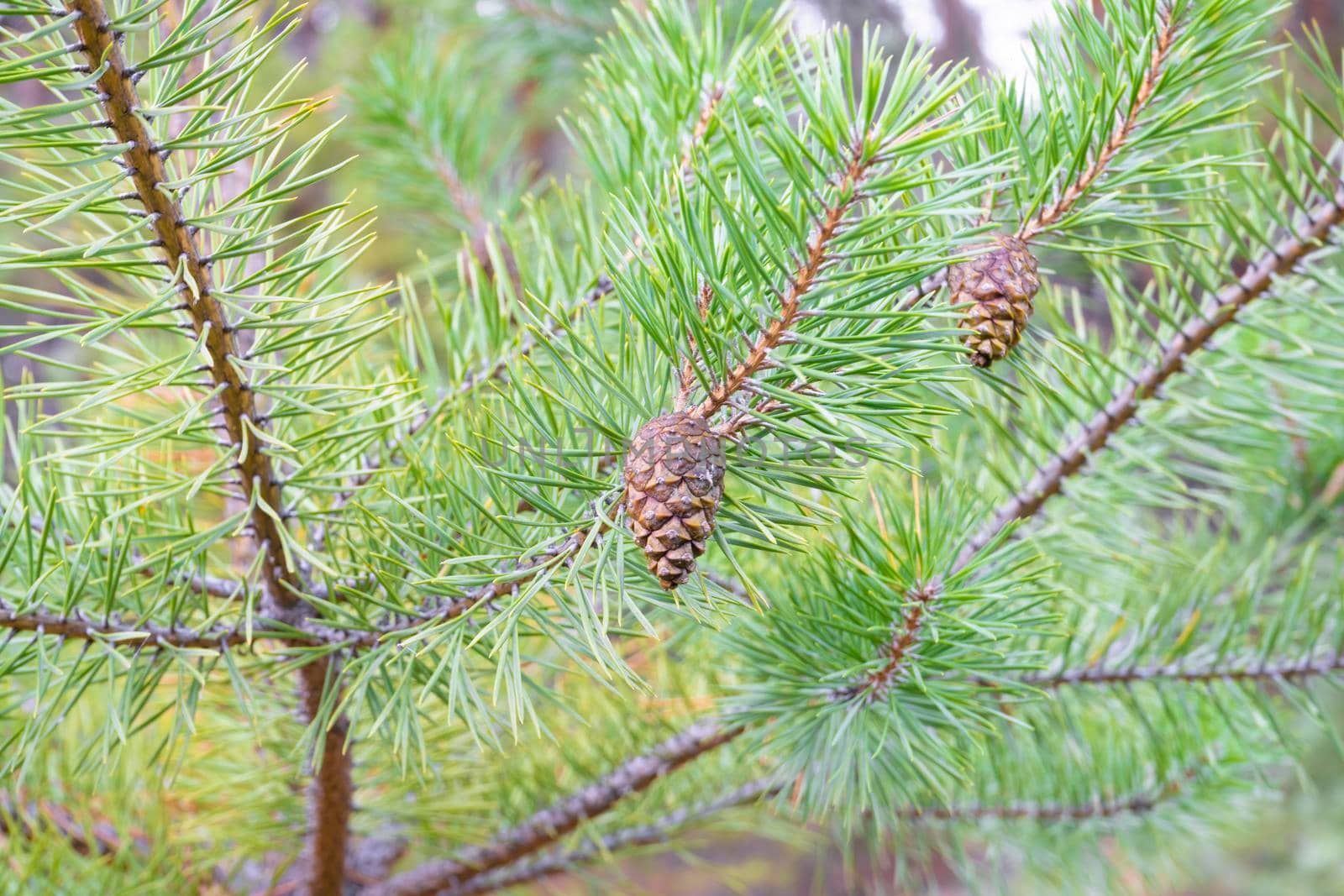 pine branch with a cone close up against the blue sky. High quality photo