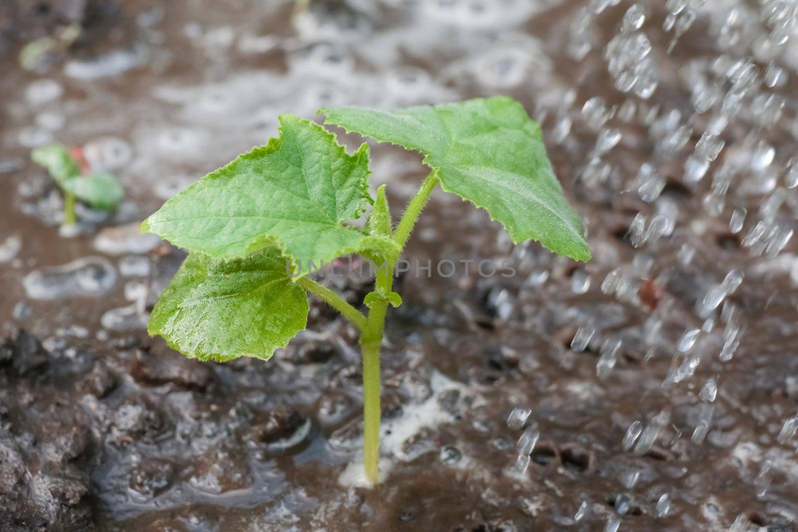 tomato sprout under water drops close-up. watering plants. High quality photo