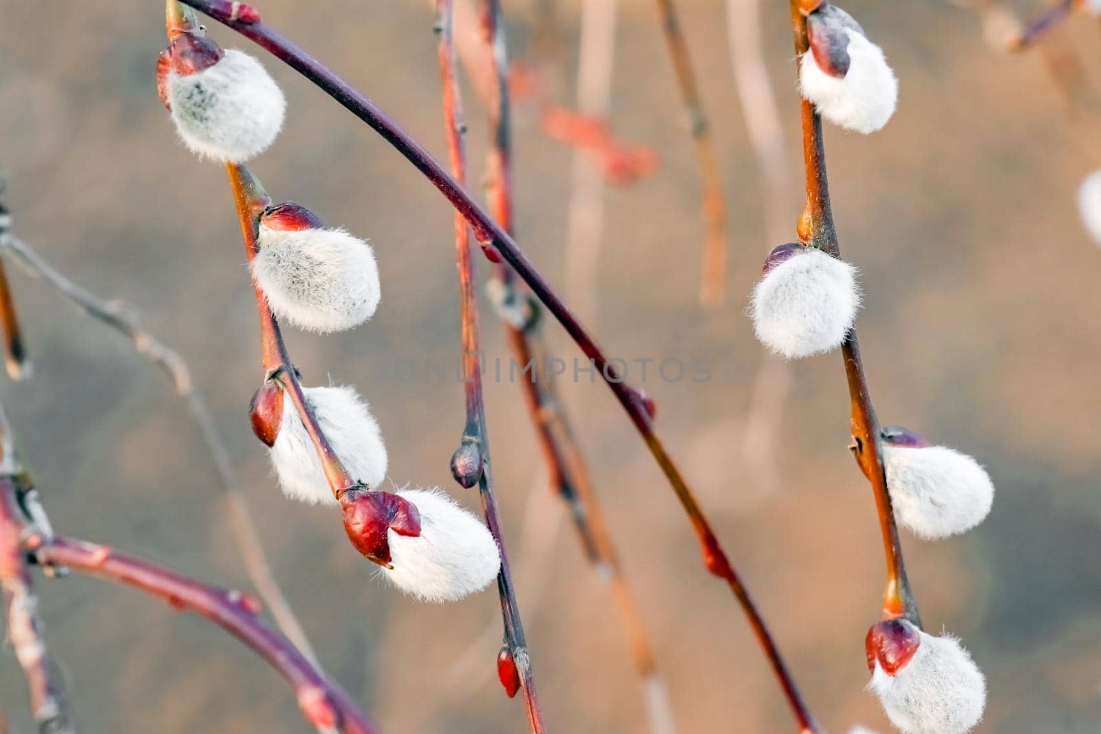 willow branch blooming on a beautiful background. High quality photo