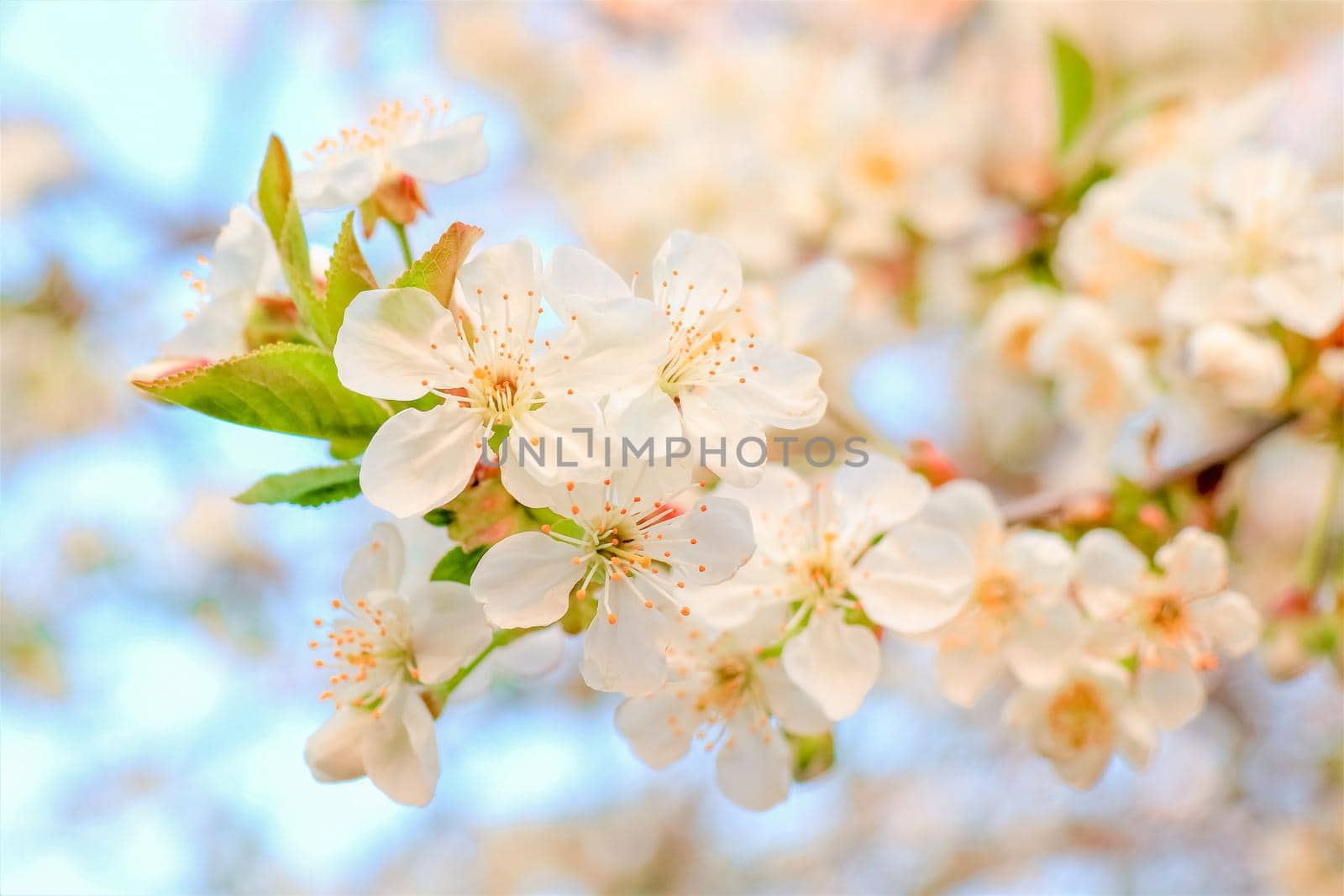 branch of a tree with leaves on background of sky . High quality photo