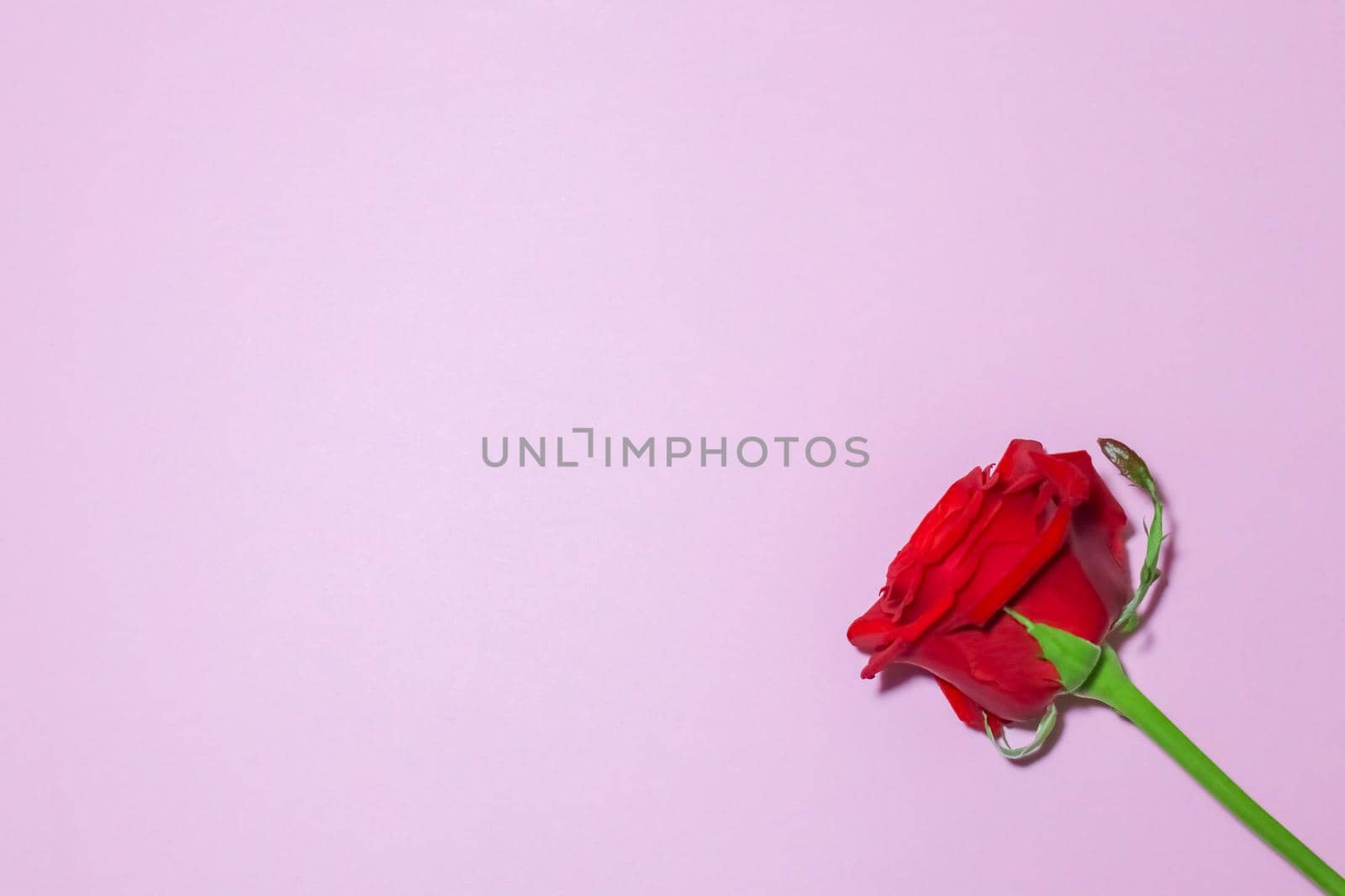 red roses on a purple background macro. High quality photo