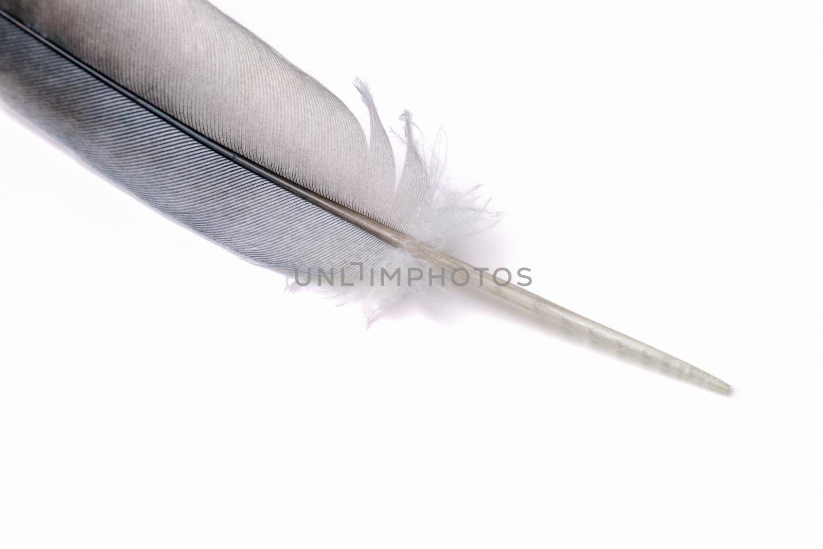 pigeon feather close-up on a white background. High quality photo