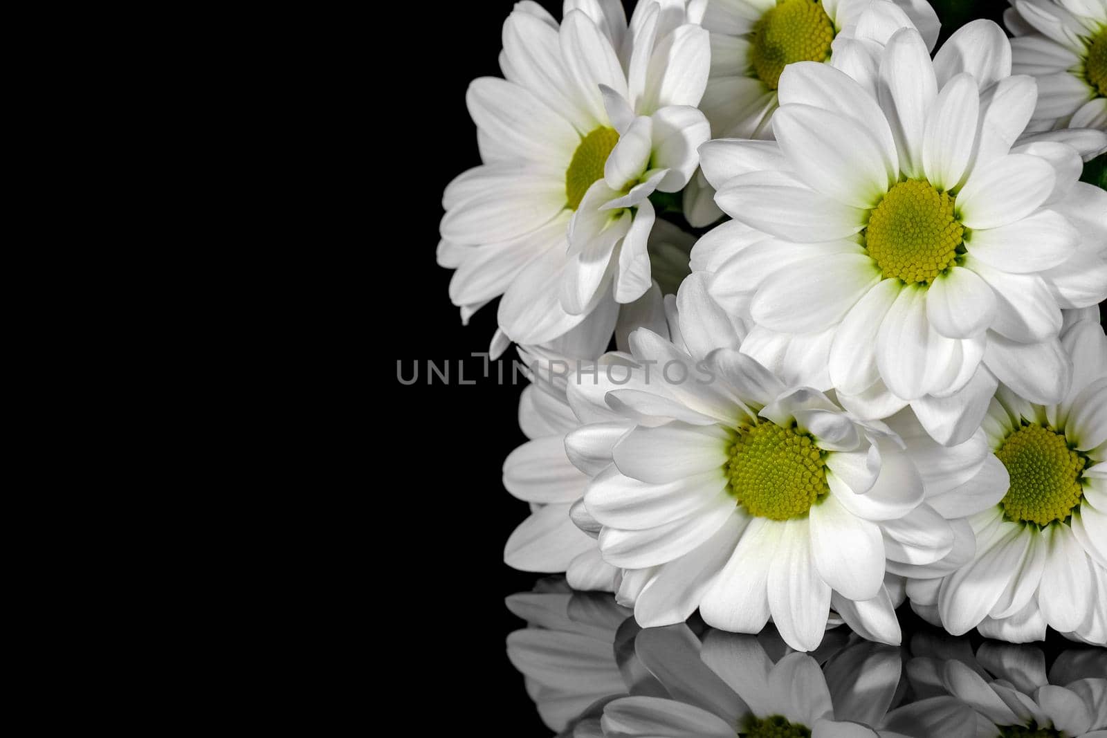 bouquet of chrysanthemums on a black background macro