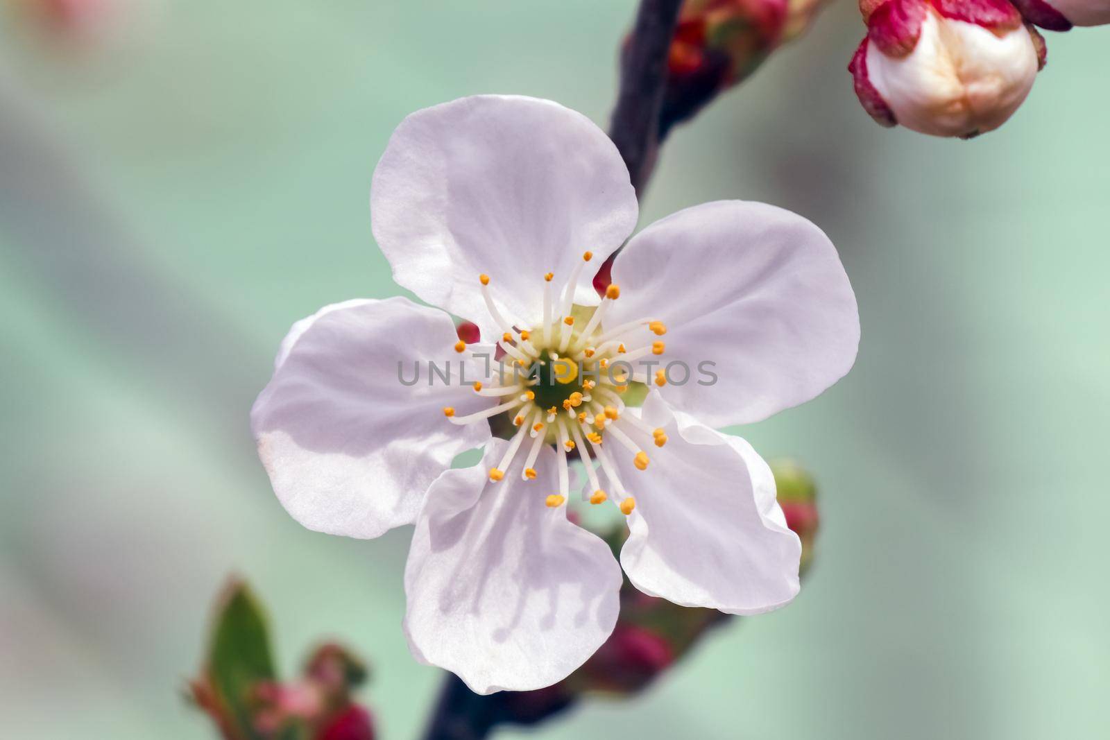 blooming tree branches for the entire frame. High quality photo