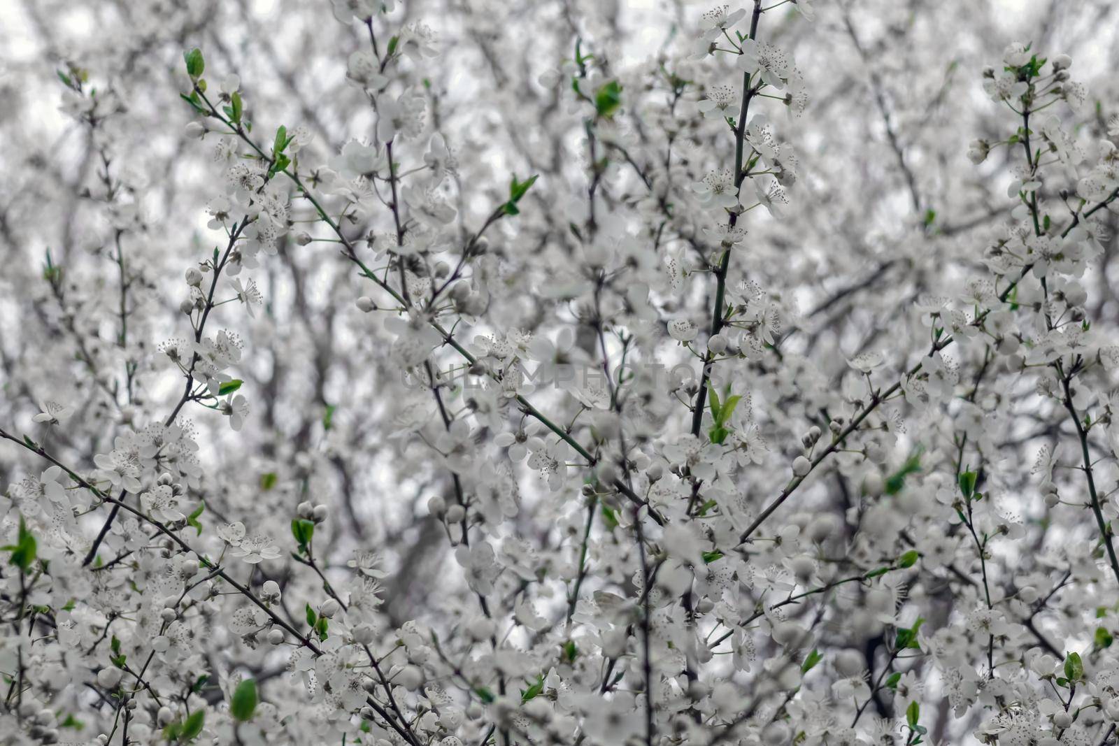 blooming tree branches for the entire frame. High quality photo