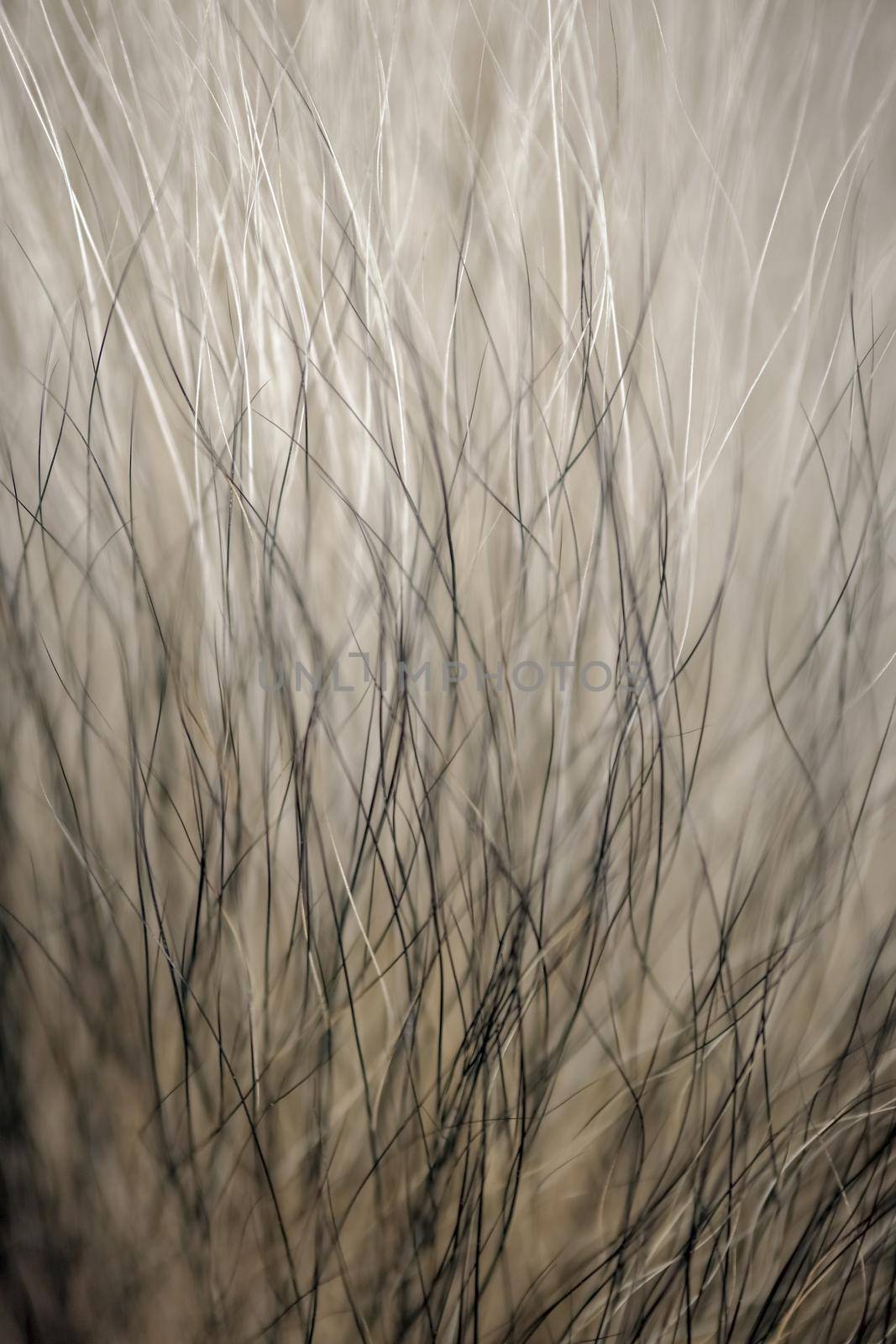 wool fur of animals macro as background. High quality photo