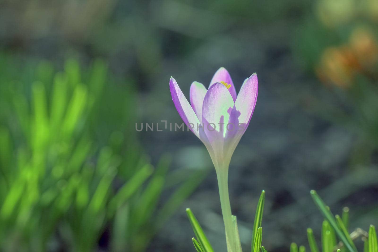 purple crocuses on a beautiful background macro . High quality photo