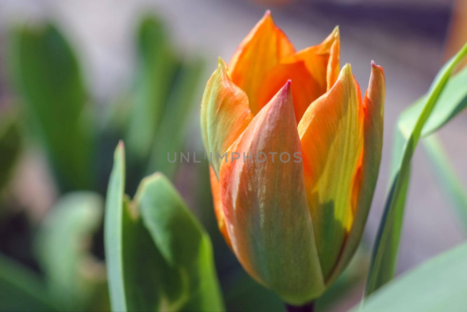Bud of a Tulip on a beautiful background of macro. High quality photo