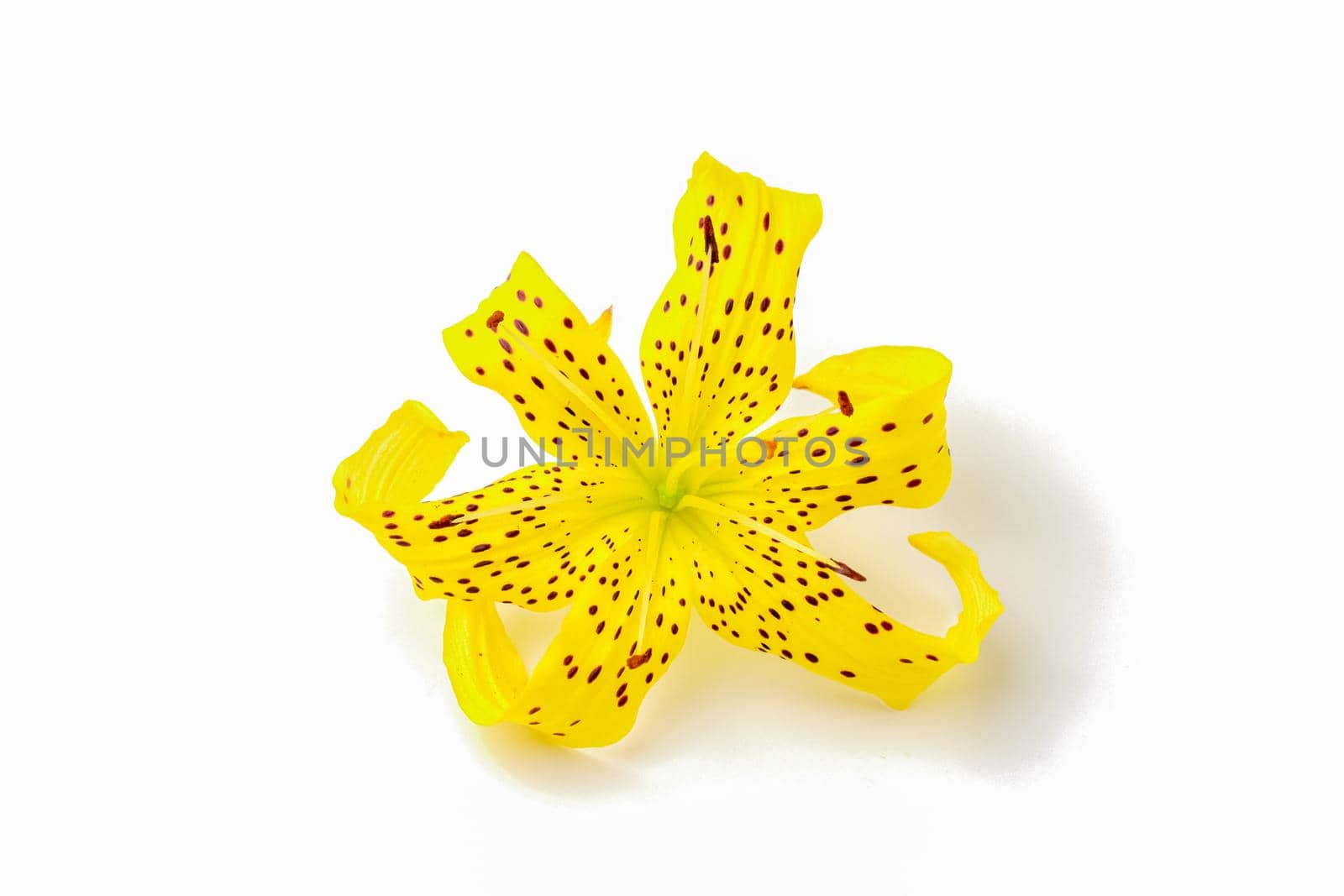 tiger Lily on a white background close-up. isolate. High quality photo