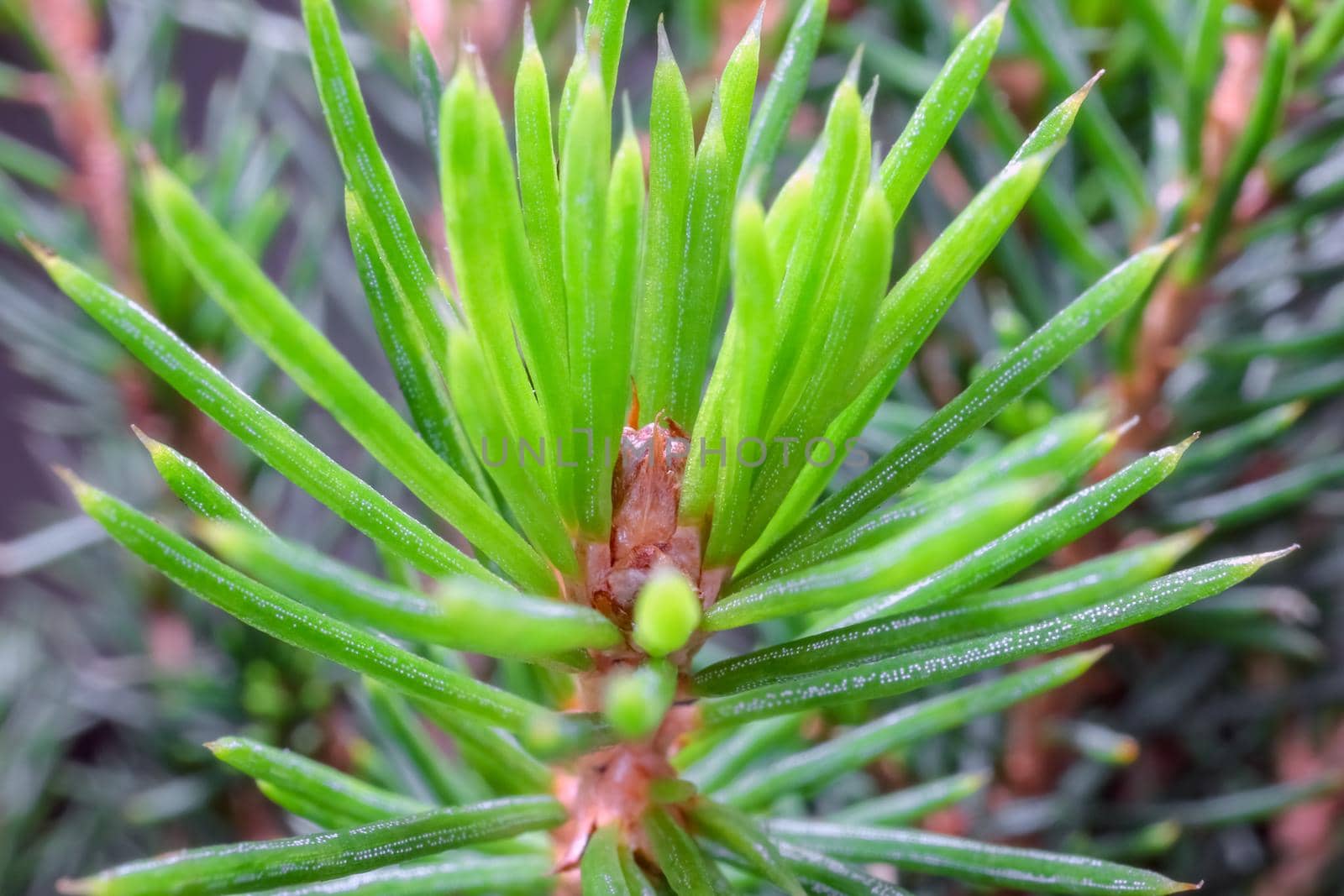spruce branches as a close-up background. High quality photo