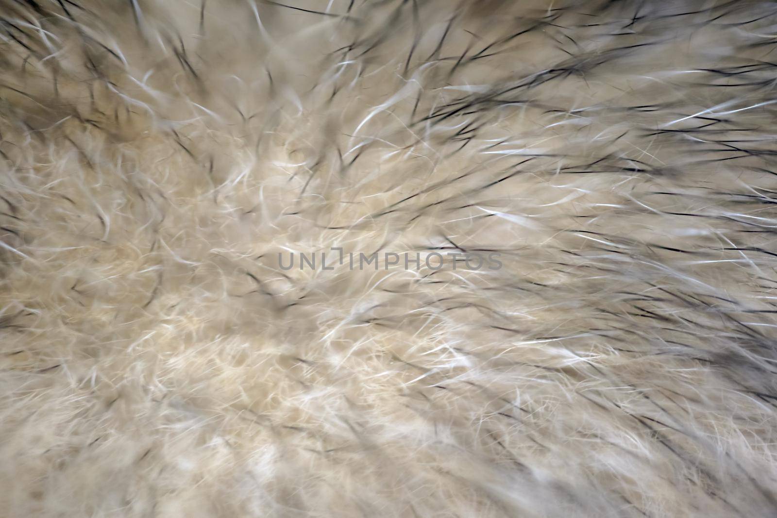 wool fur of animals macro as background by roman112007