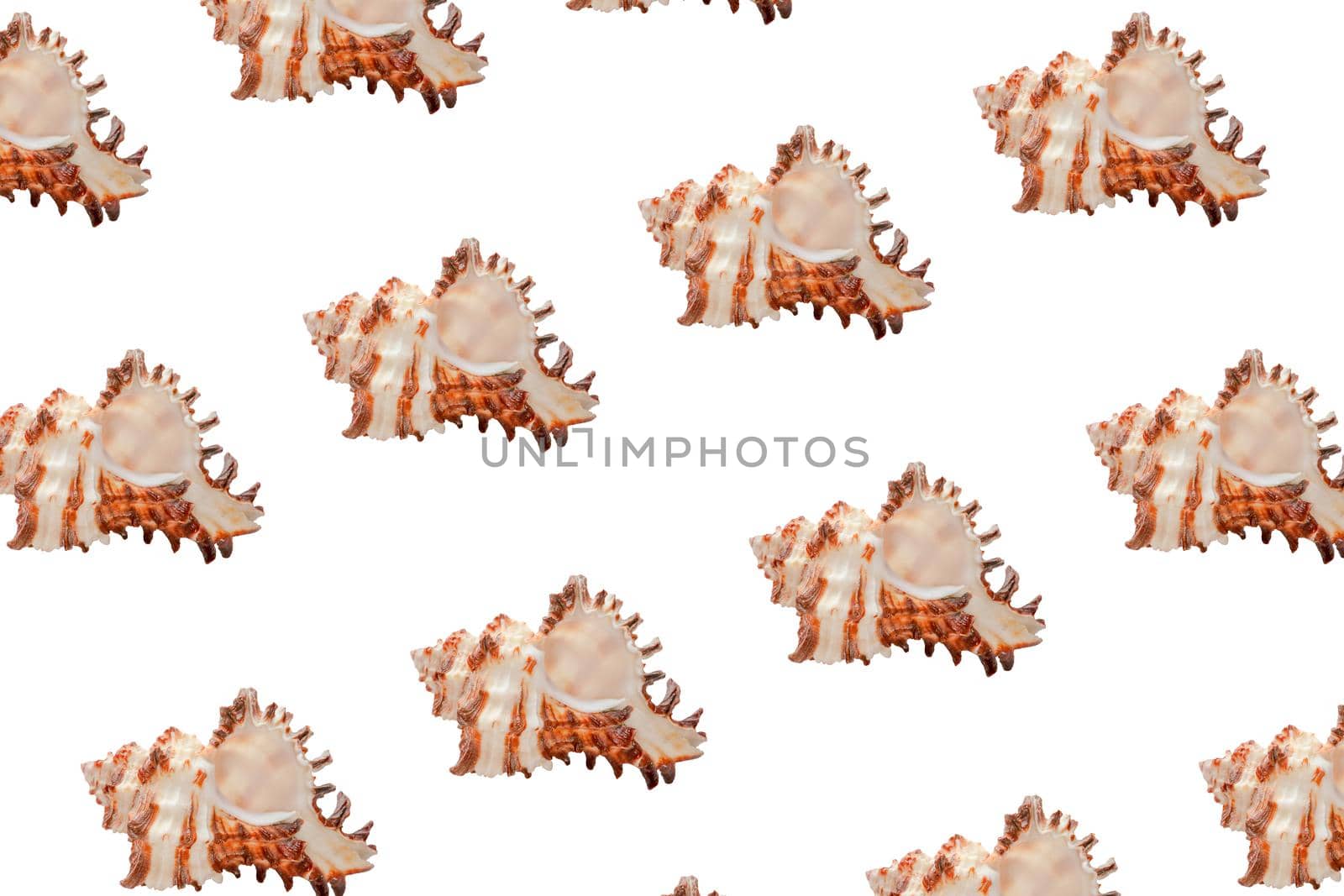 colorful shell pattern on white background top view. High quality photo