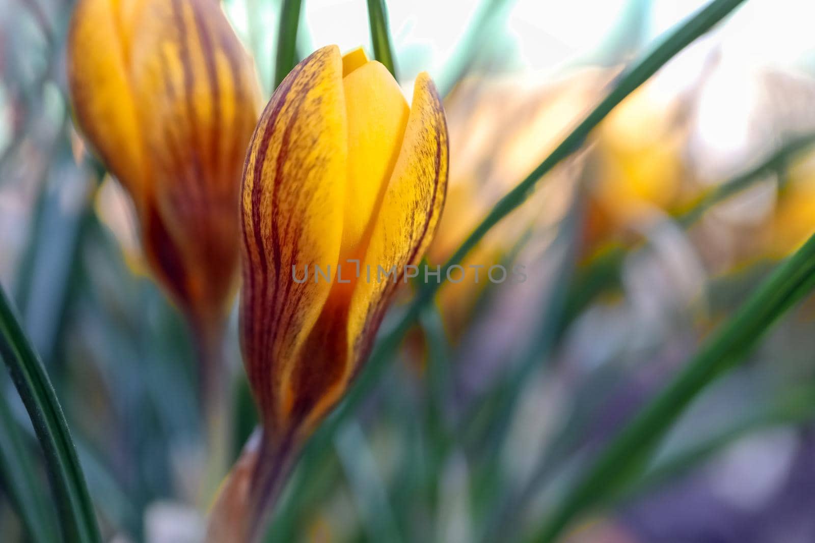 yellow Crocus flower on a beautiful background. High quality photo