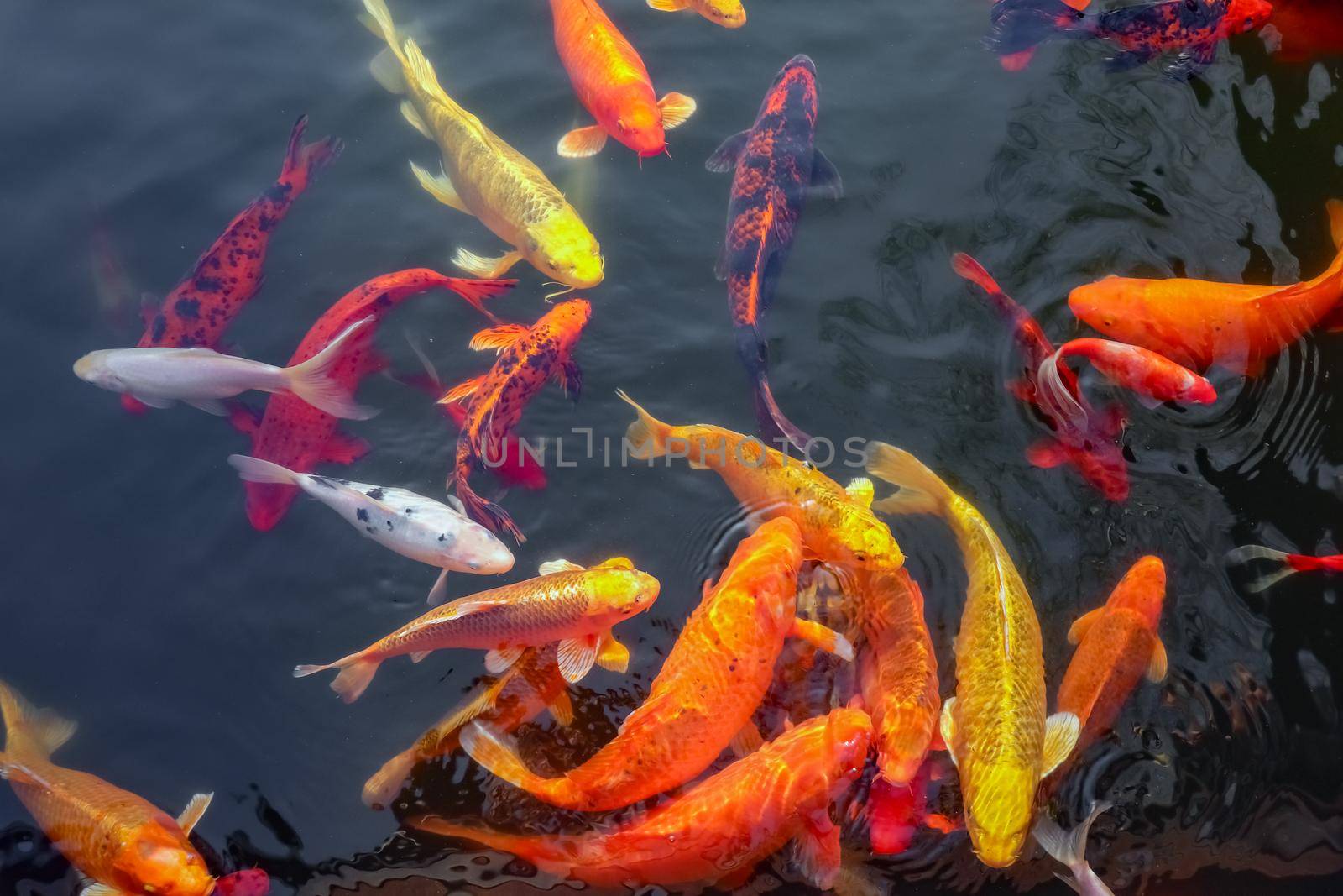 carp Chinese koi colorful fish swim in the water top view of the entire frame . High quality photo