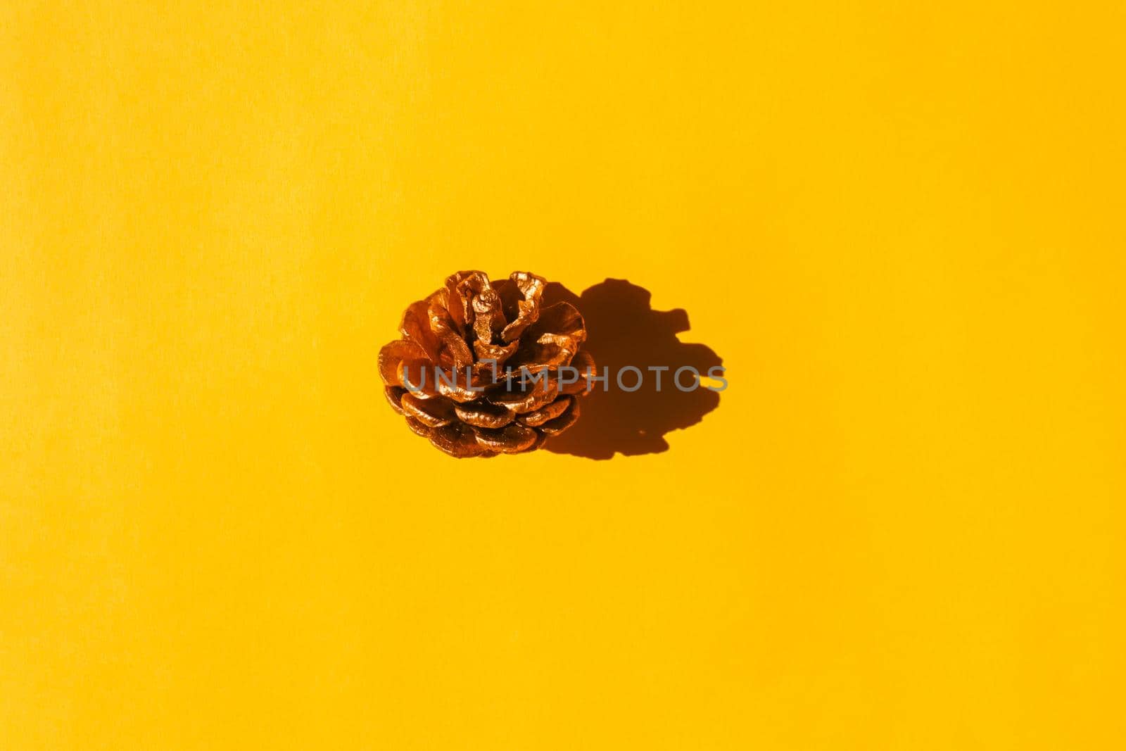 a fir cone with a hard shadow on a plain background. the view from the top. blank for the pattern. High quality photo