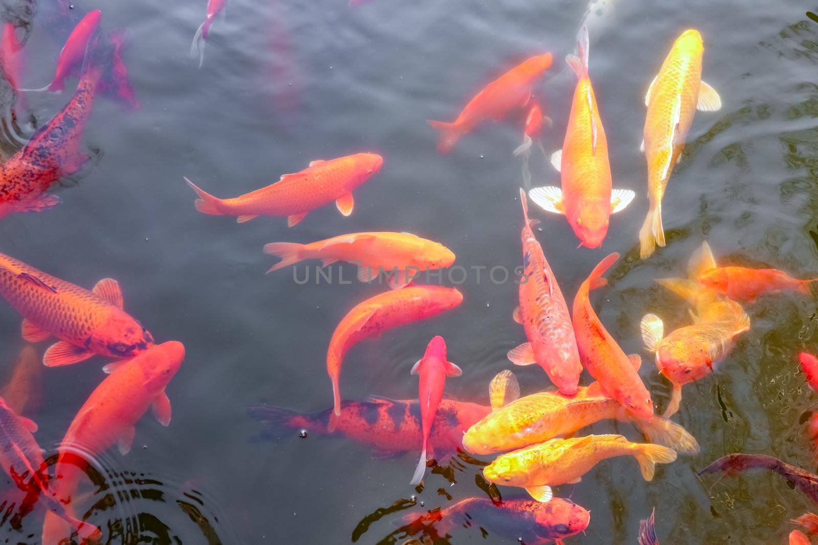 carp Chinese koi colorful fish swim in the water top view of the entire frame . High quality photo