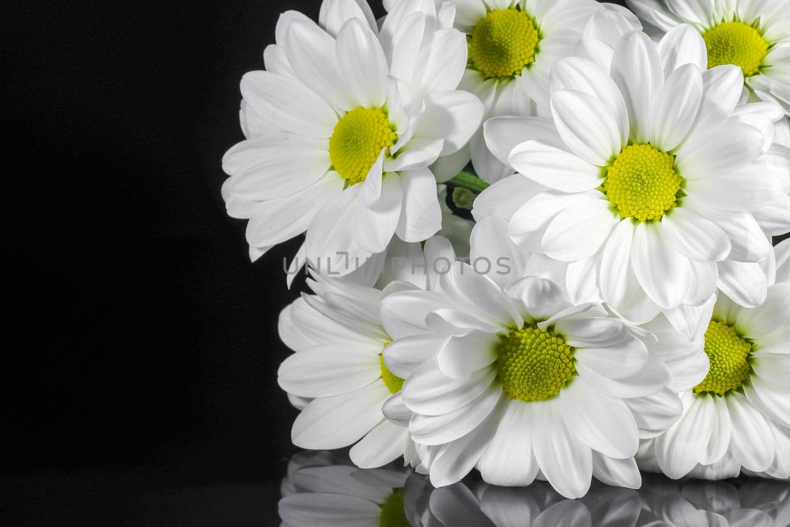bouquet of chrysanthemums on a black background. High quality photo
