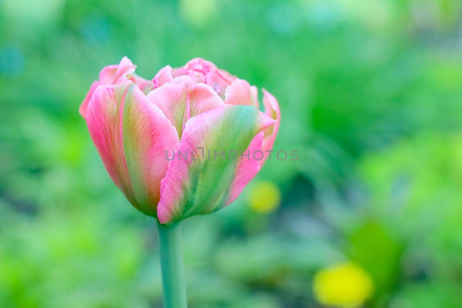 Tulip flower on a beautiful background macro. High quality photo