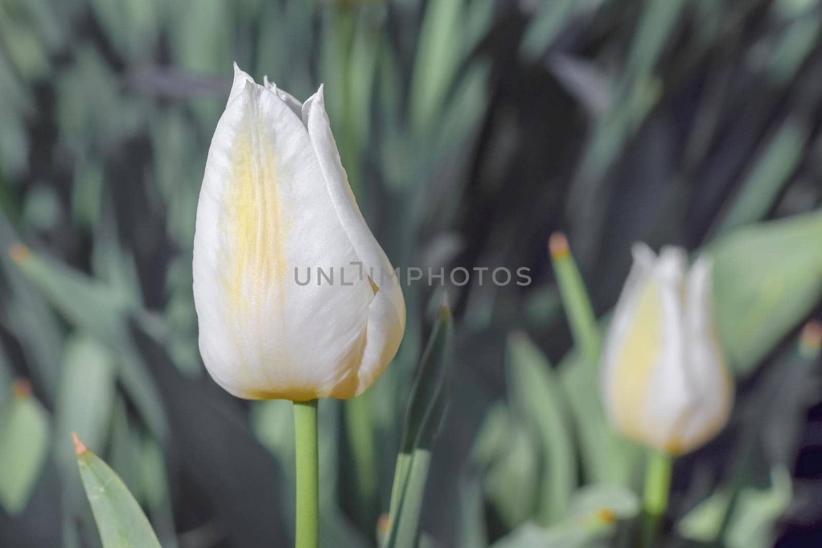 Bud of a Tulip on a beautiful background of macro. High quality photo