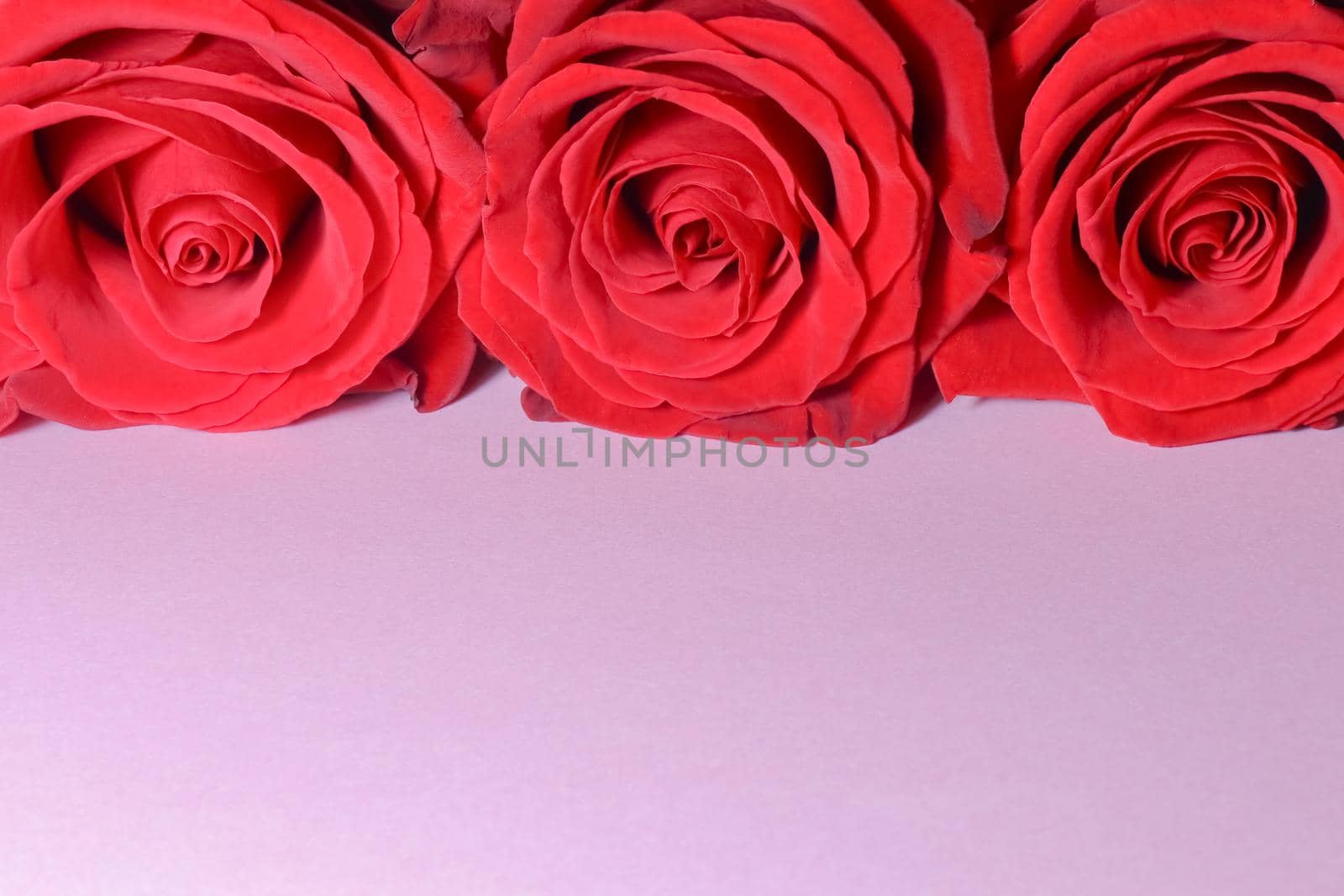 red roses on a purple background macro. High quality photo