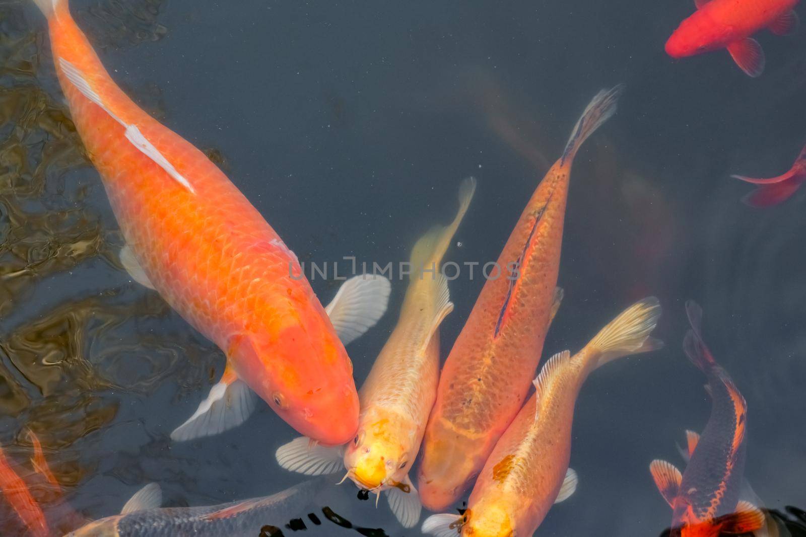 carp Chinese koi colorful fish swim in the water top view of the entire frame . High quality photo