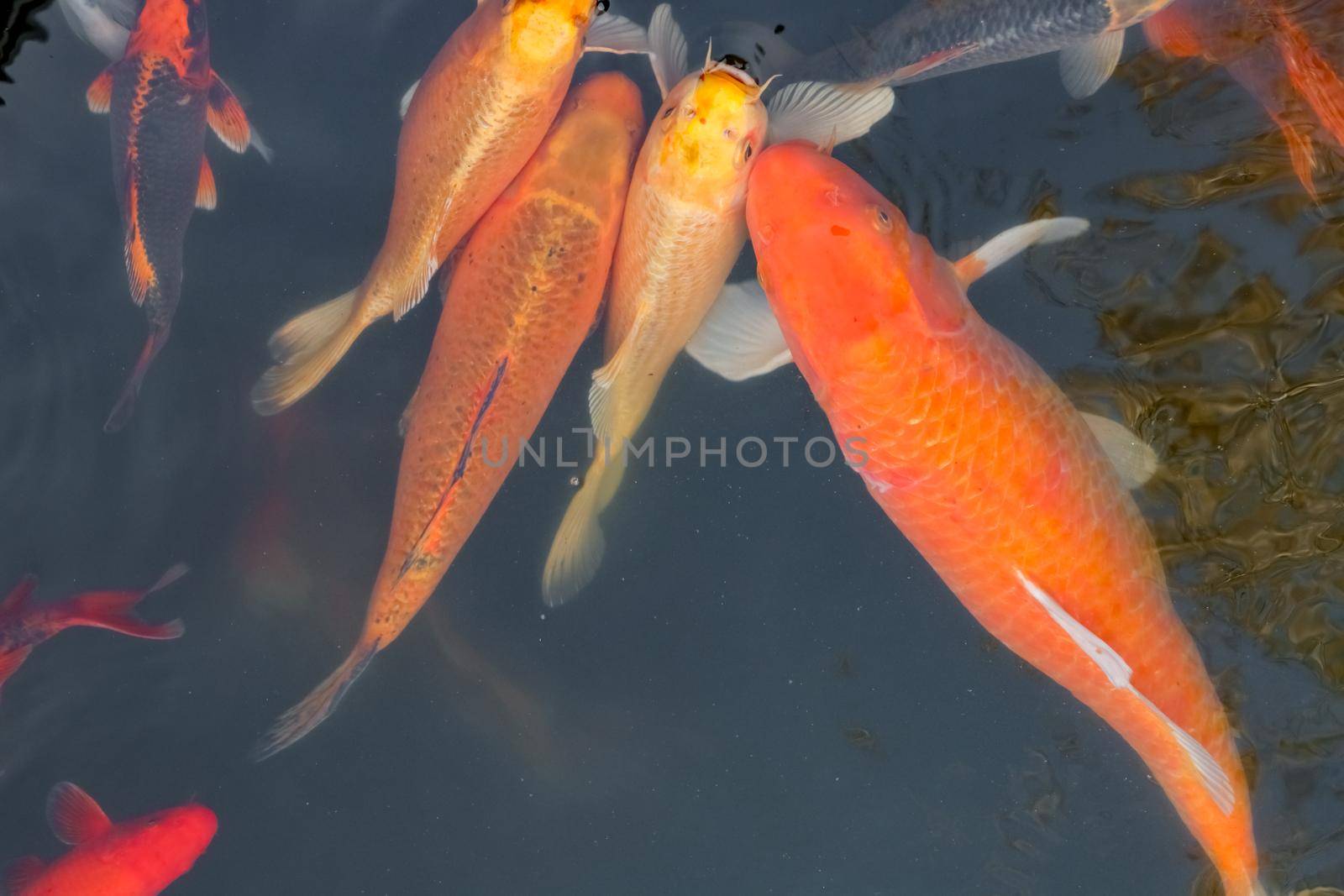 carp Chinese koi colorful fish swim in the water top view of the entire frame . High quality photo