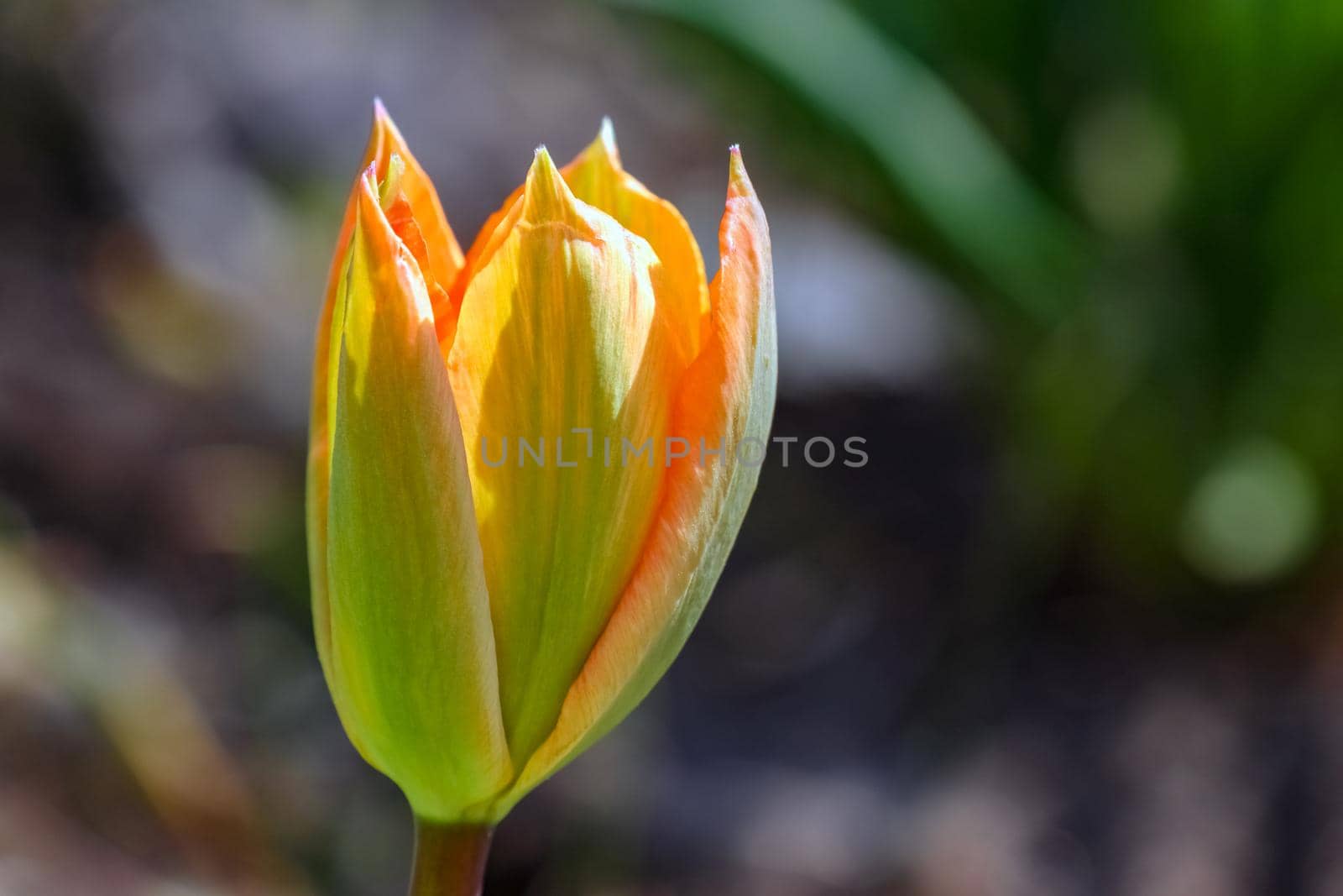 Bud of a Tulip on a beautiful background of macro. High quality photo