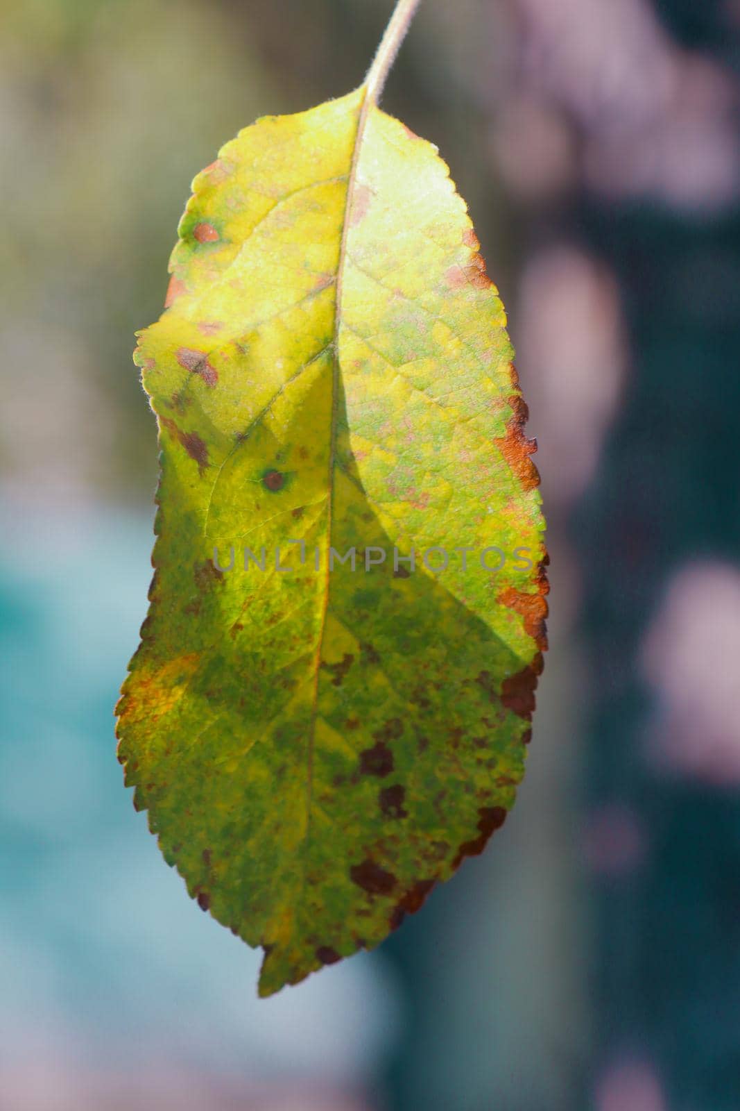 yellow macro sheet as background in autumn. High quality photo