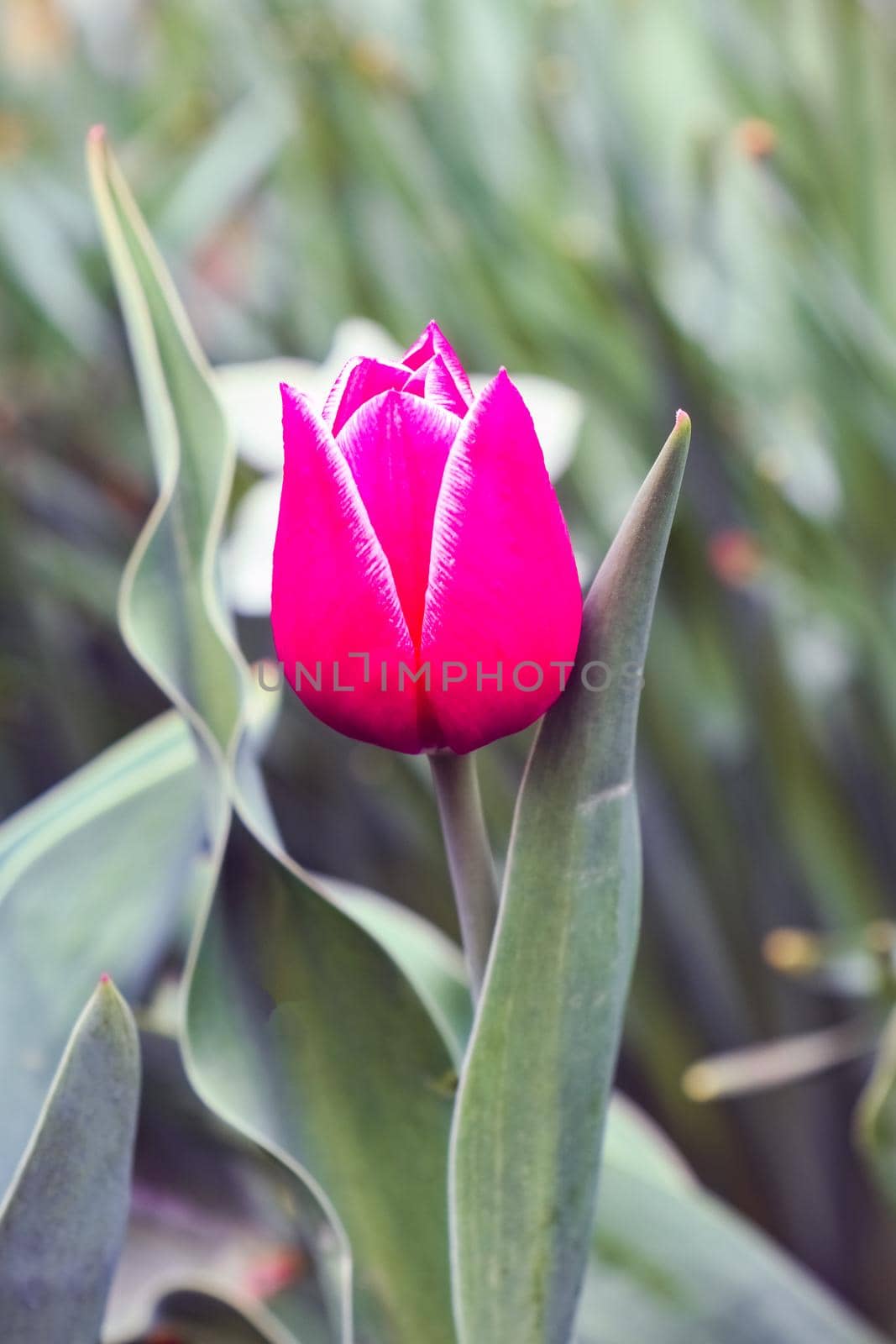 Bud of a Tulip on a beautiful background of macro. High quality photo