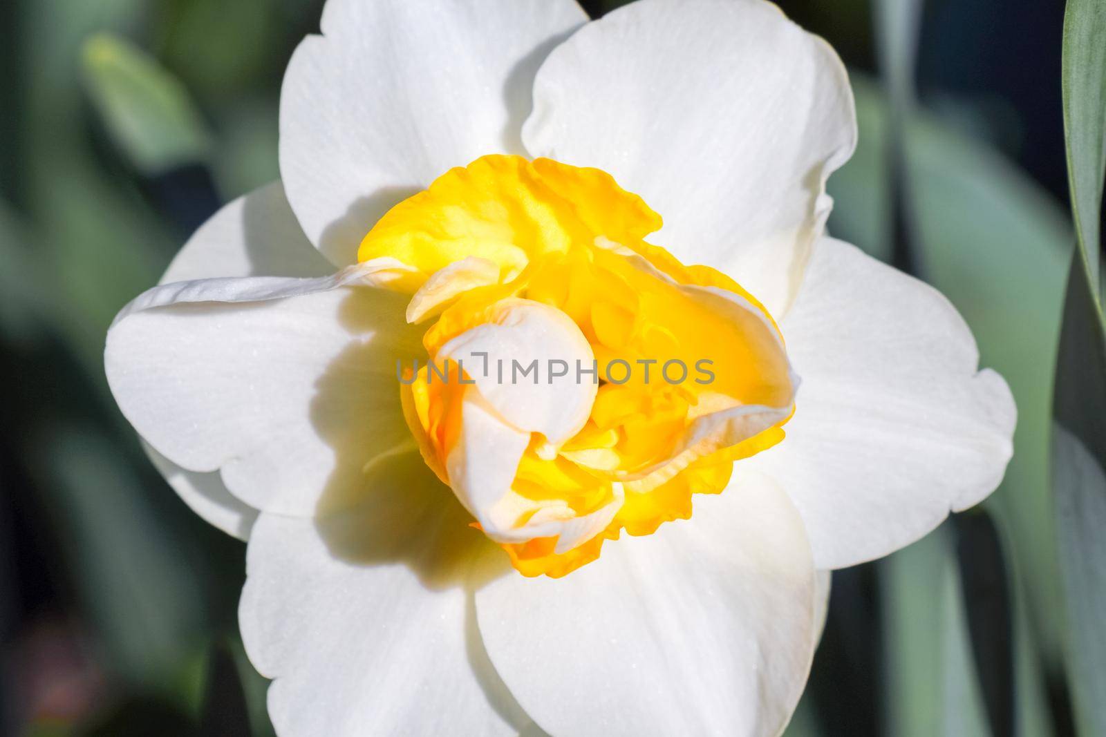 yellow daffodil on a plain background isolate. High quality photo