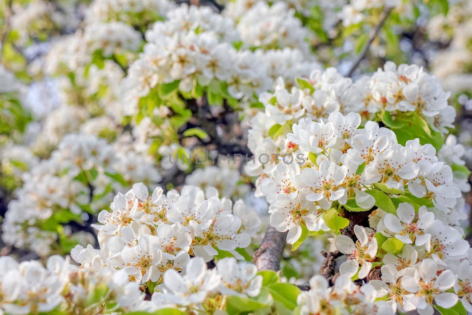 blooming tree branches for the entire frame. High quality photo