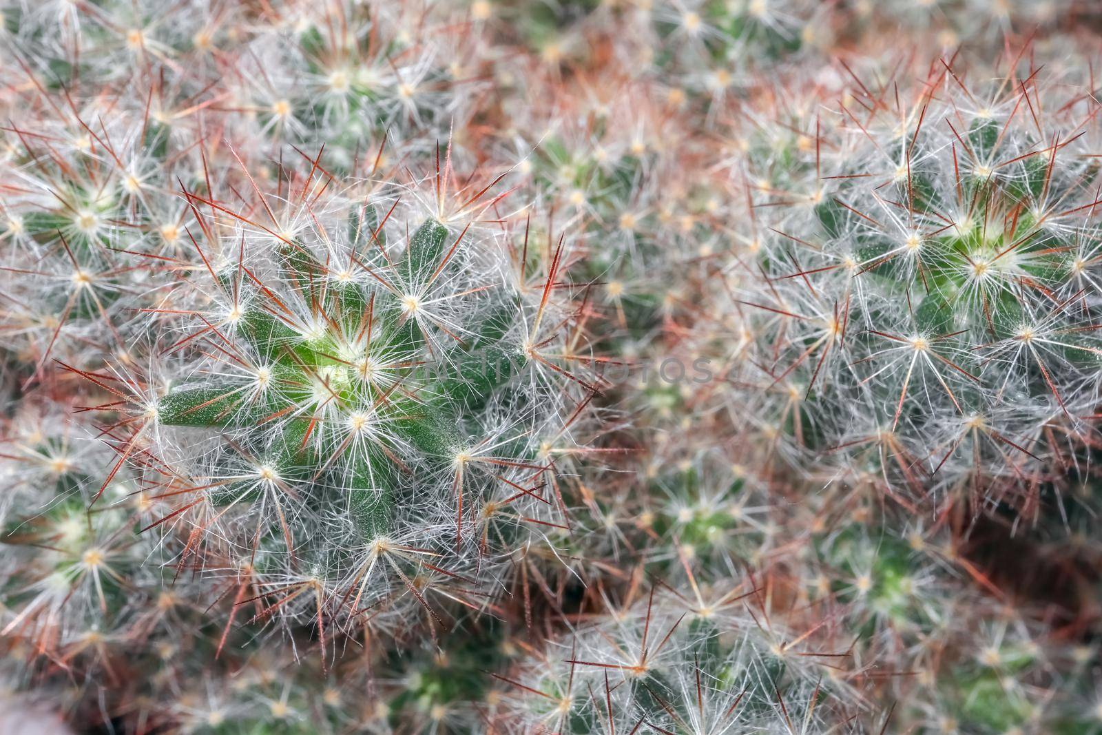 cactus close up on the entire frame as a background by roman112007