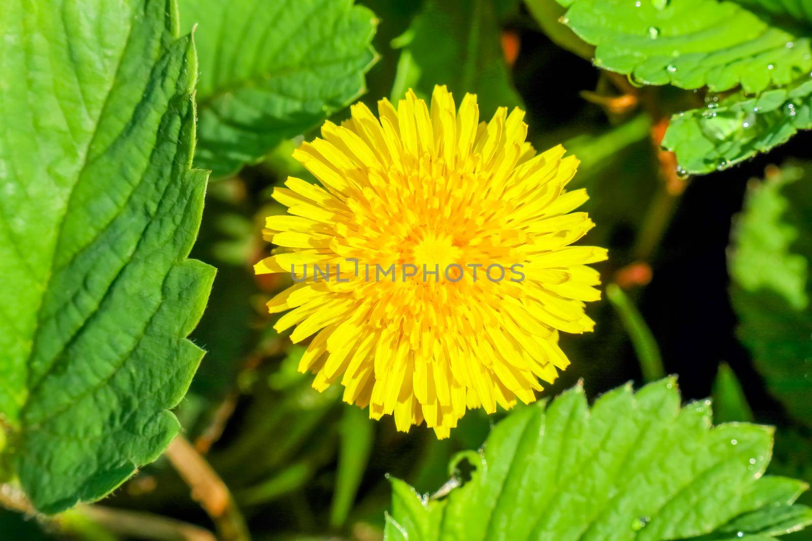 Blooming yellow dandelions in spring on a green background by roman112007